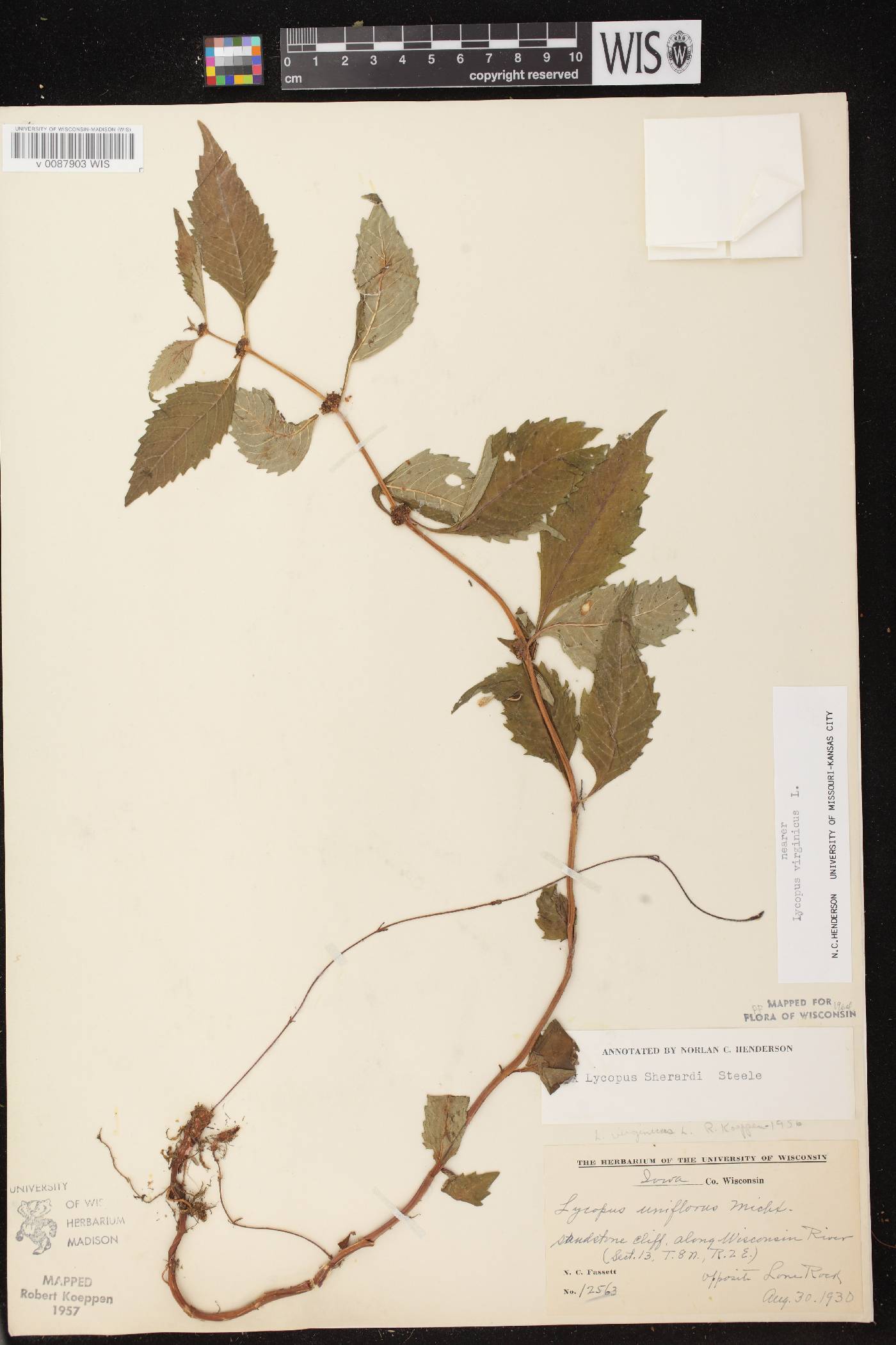 Lycopus virginicus image