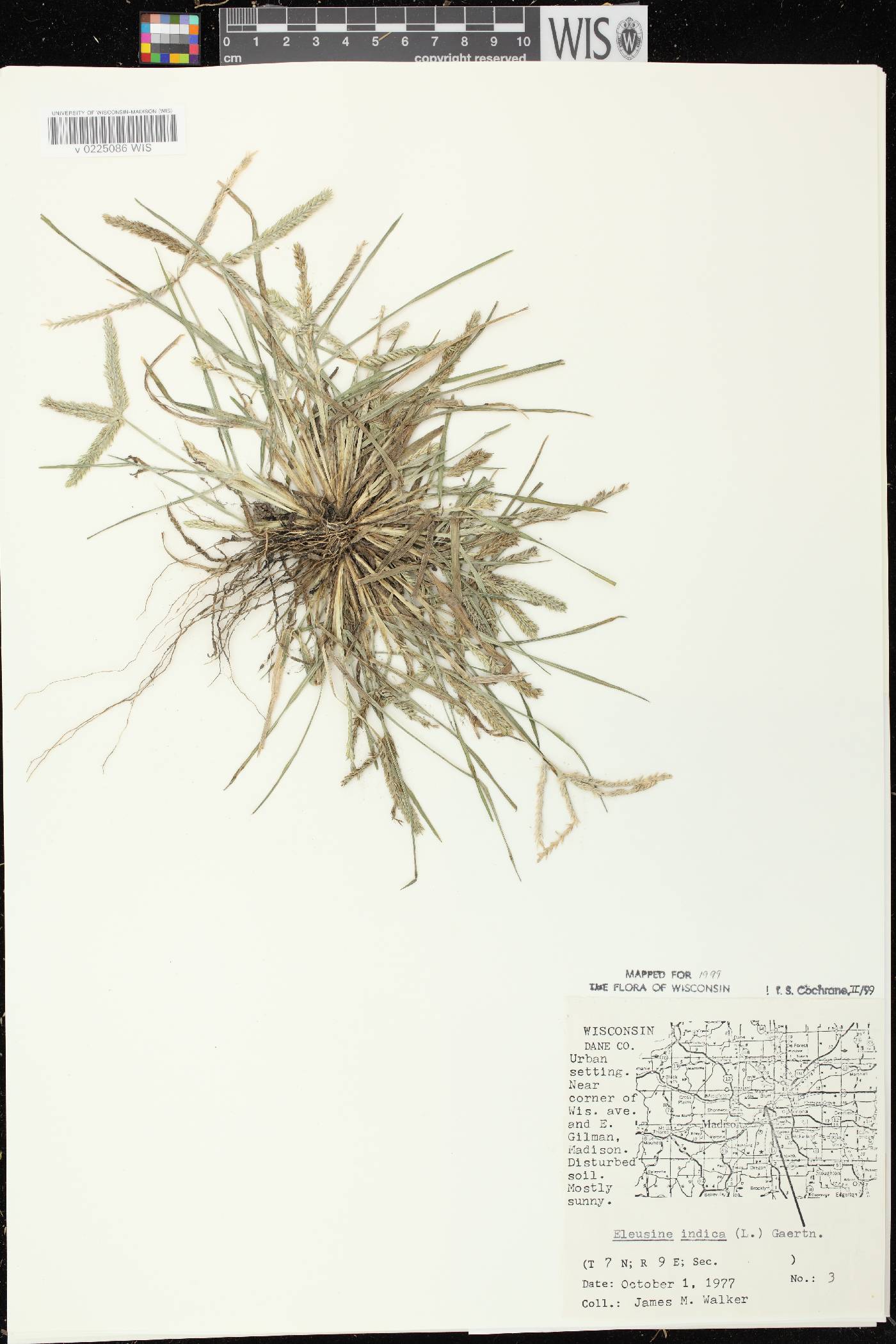 Eleusine indica image