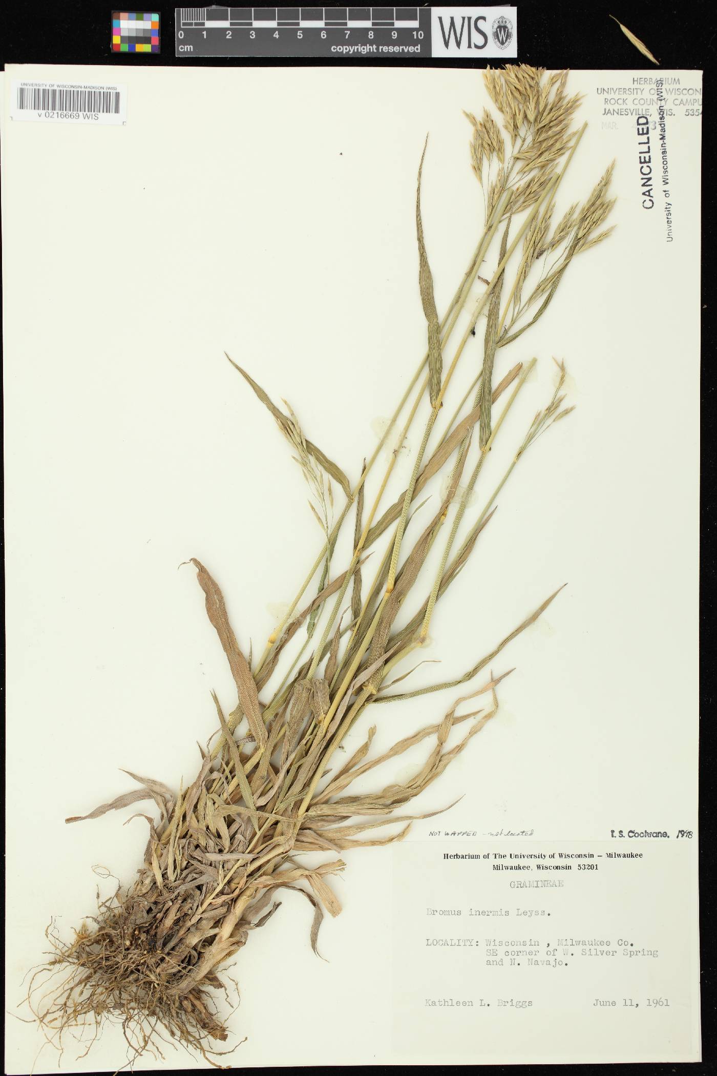 Bromus inermis image