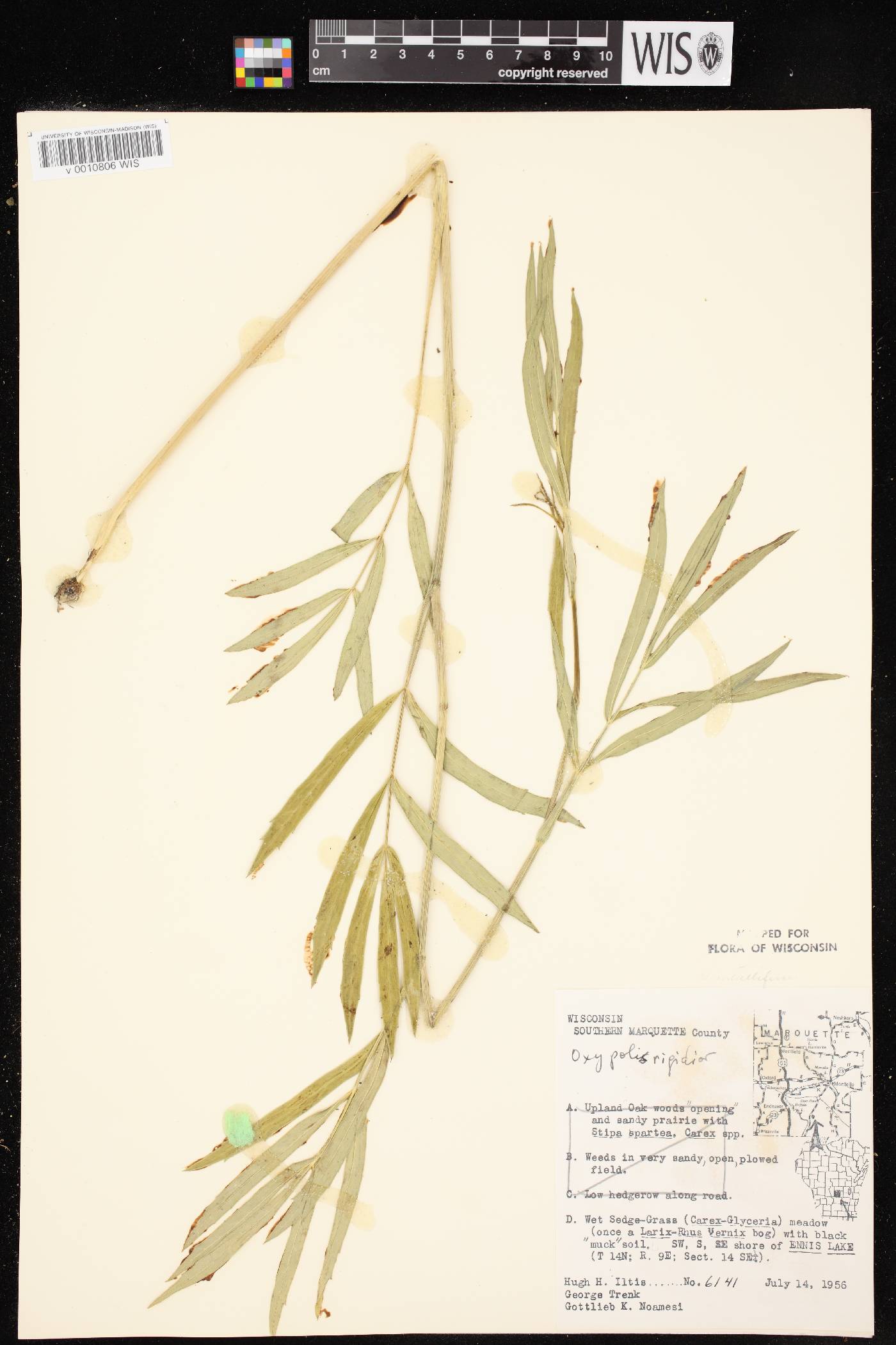 Oxypolis rigidior image
