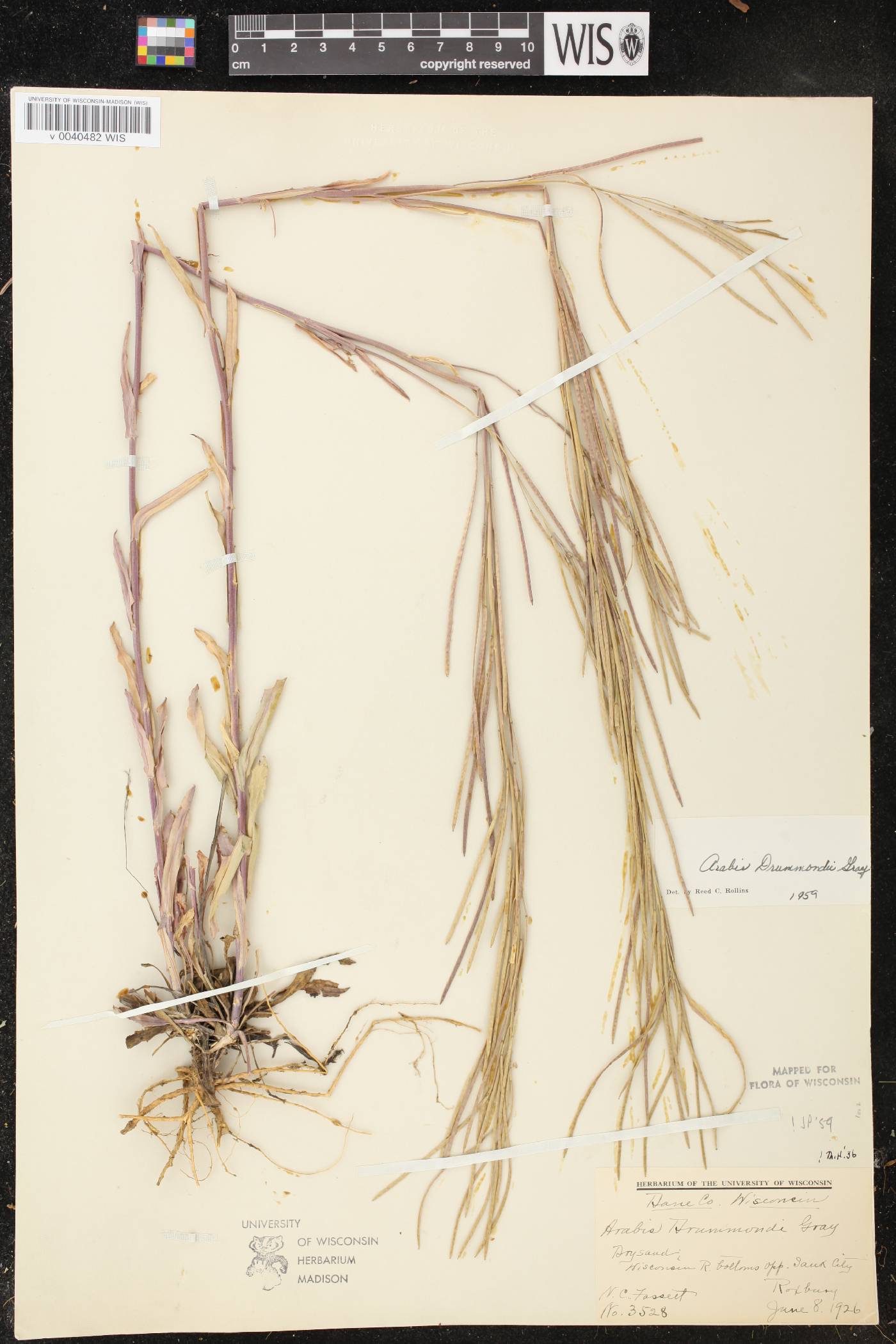 Boechera stricta image