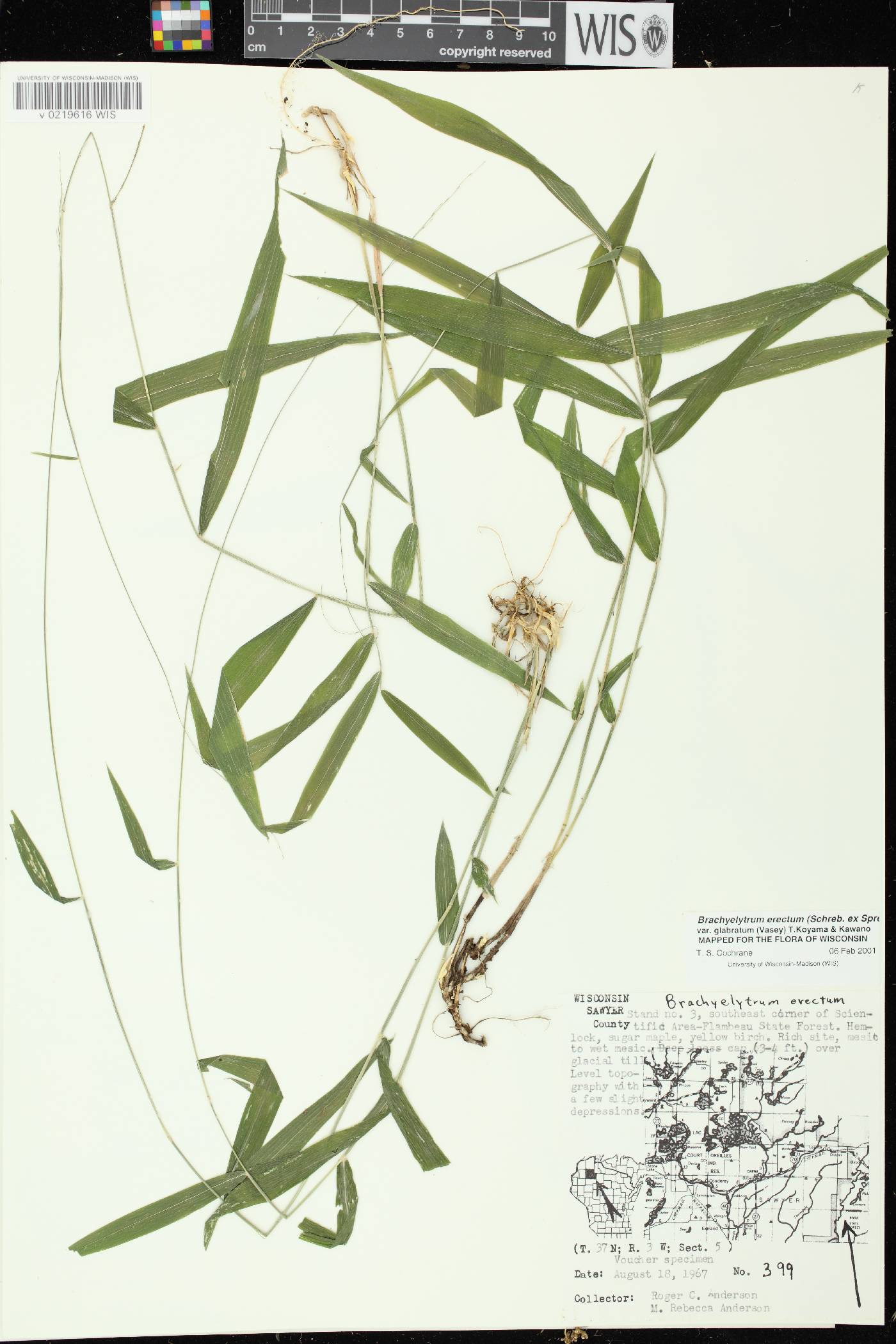 Brachyelytrum aristosum image