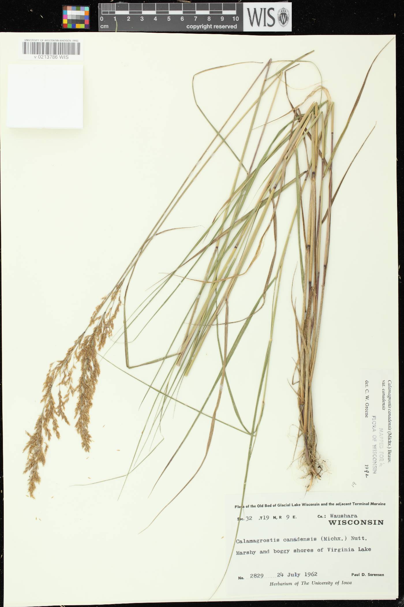 Calamagrostis canadensis var. canadensis image