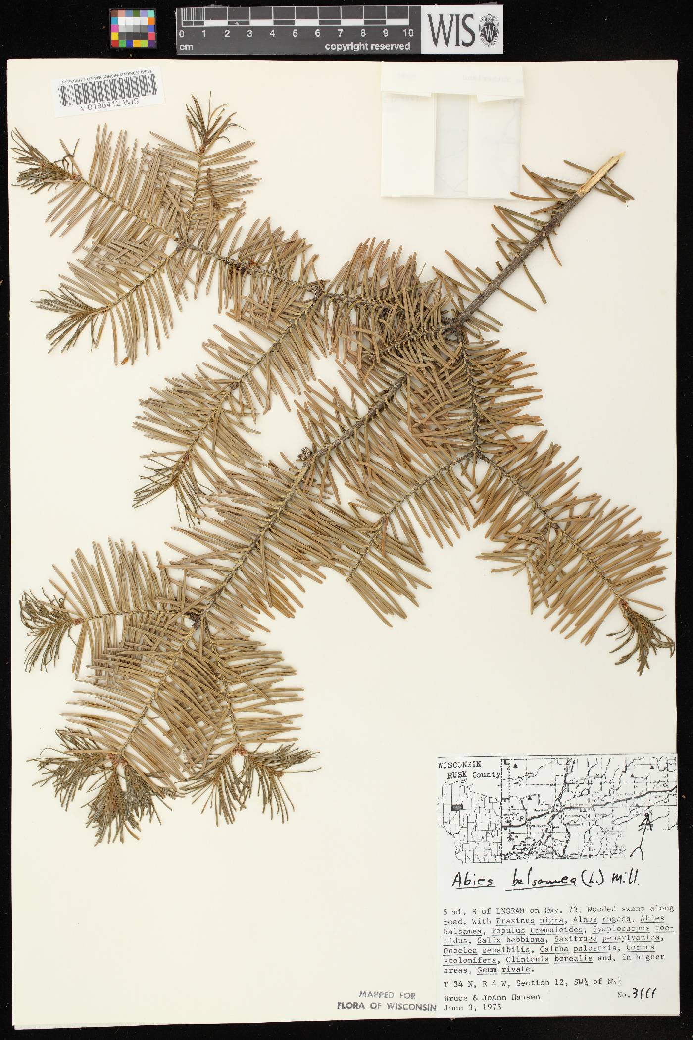 Abies balsamea image
