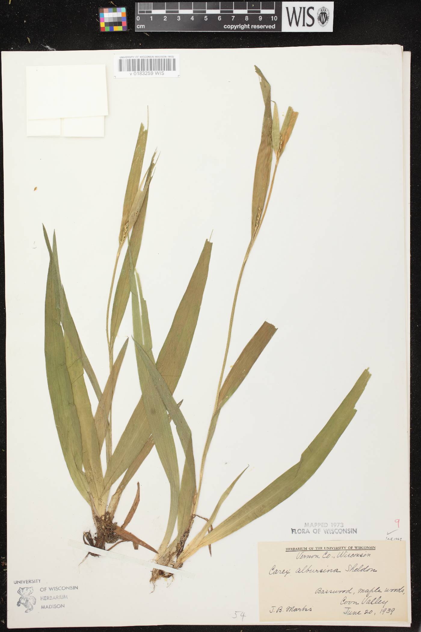 Carex albursina image