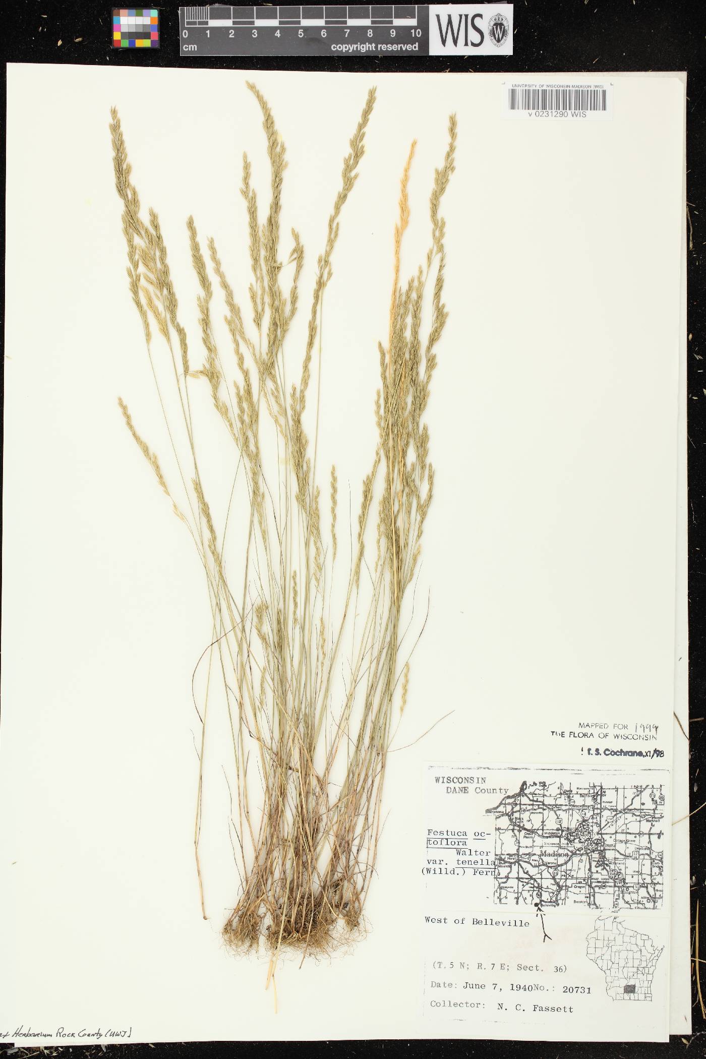 Festuca octoflora image