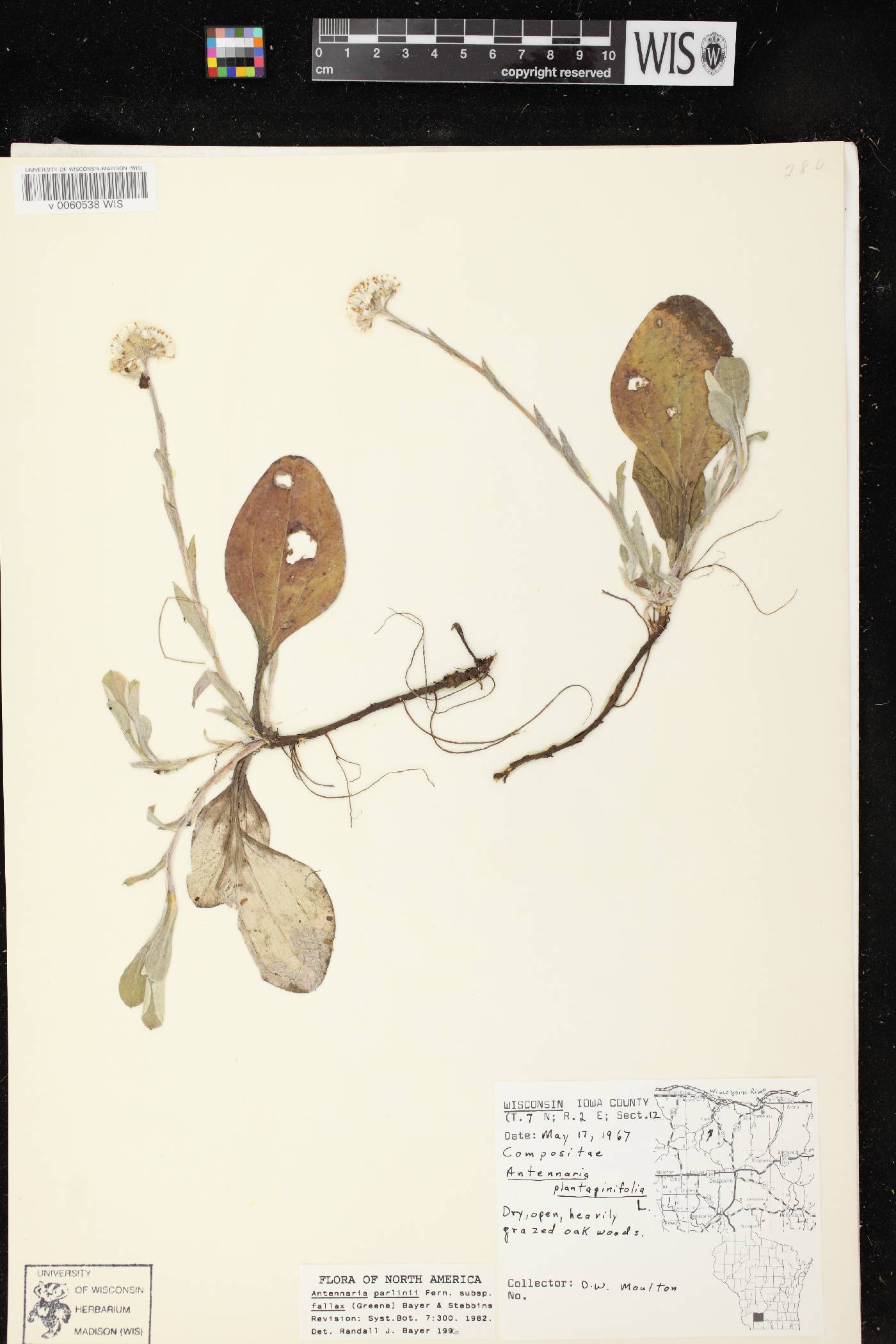 Antennaria parlinii subsp. fallax image