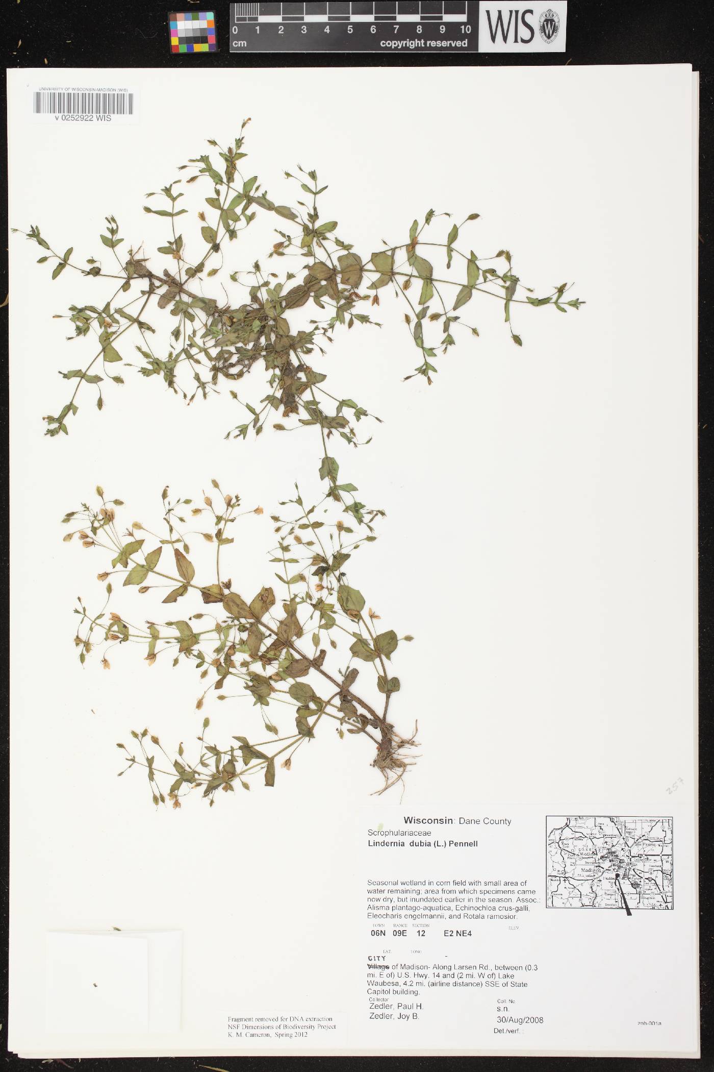 Lindernia dubia image