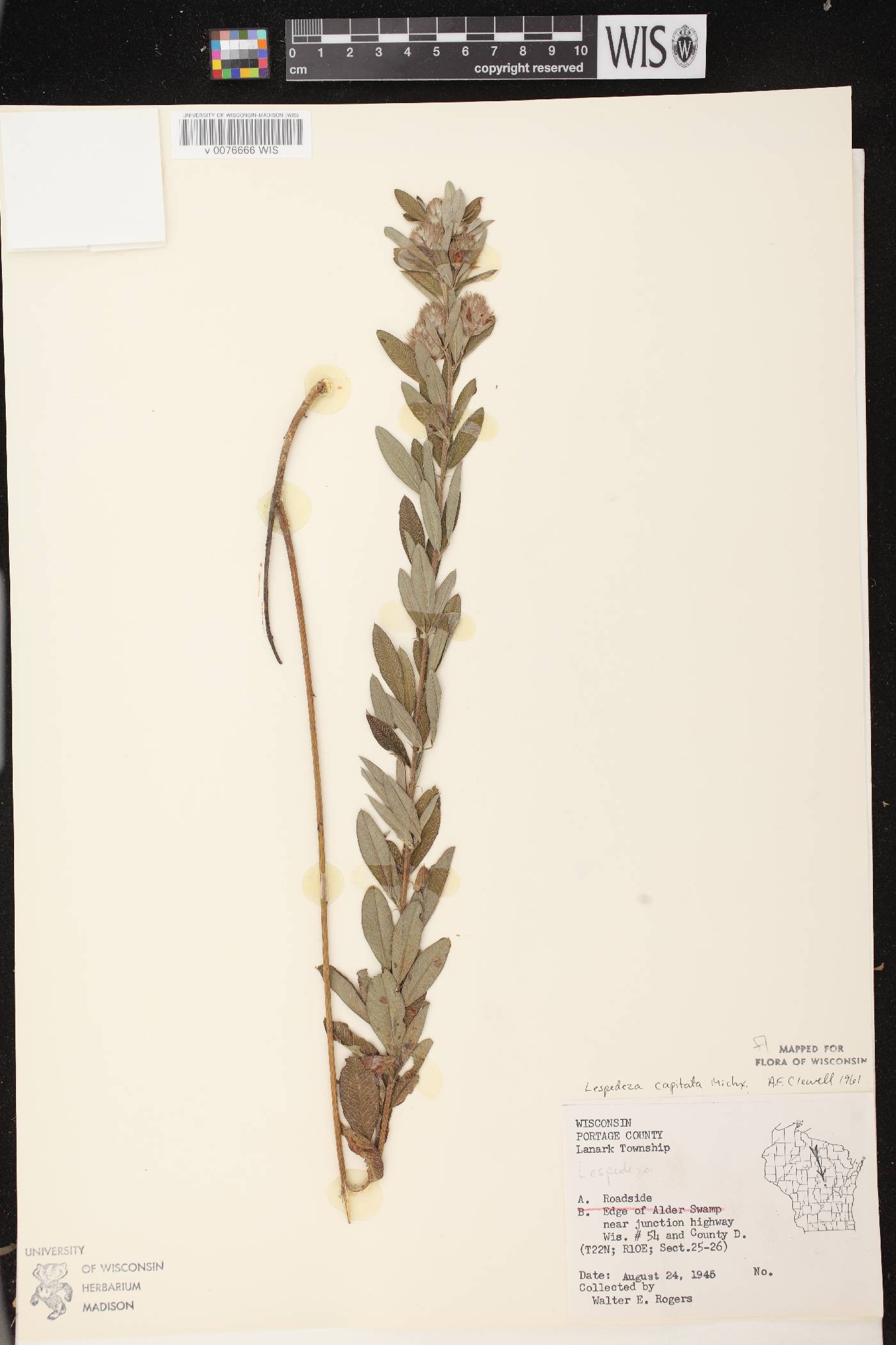 Lespedeza capitata image