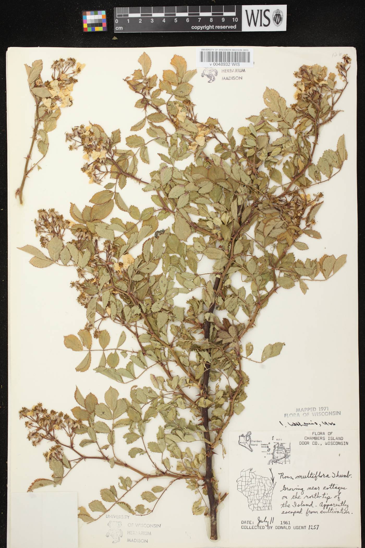 Rosa multiflora image