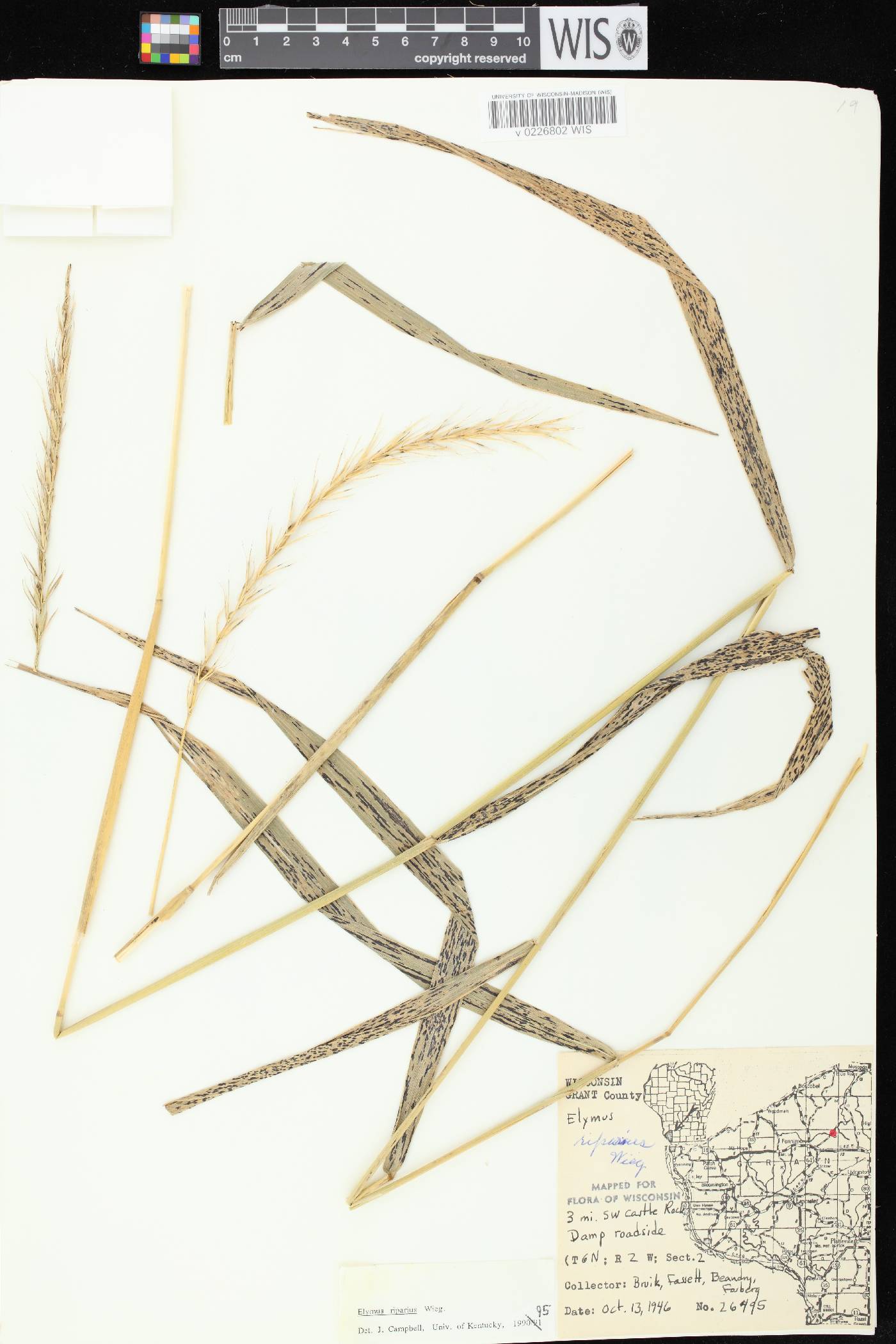 Elymus riparius image