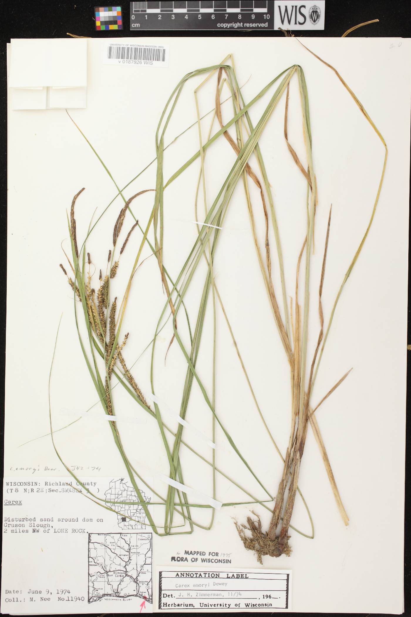 Carex emoryi image