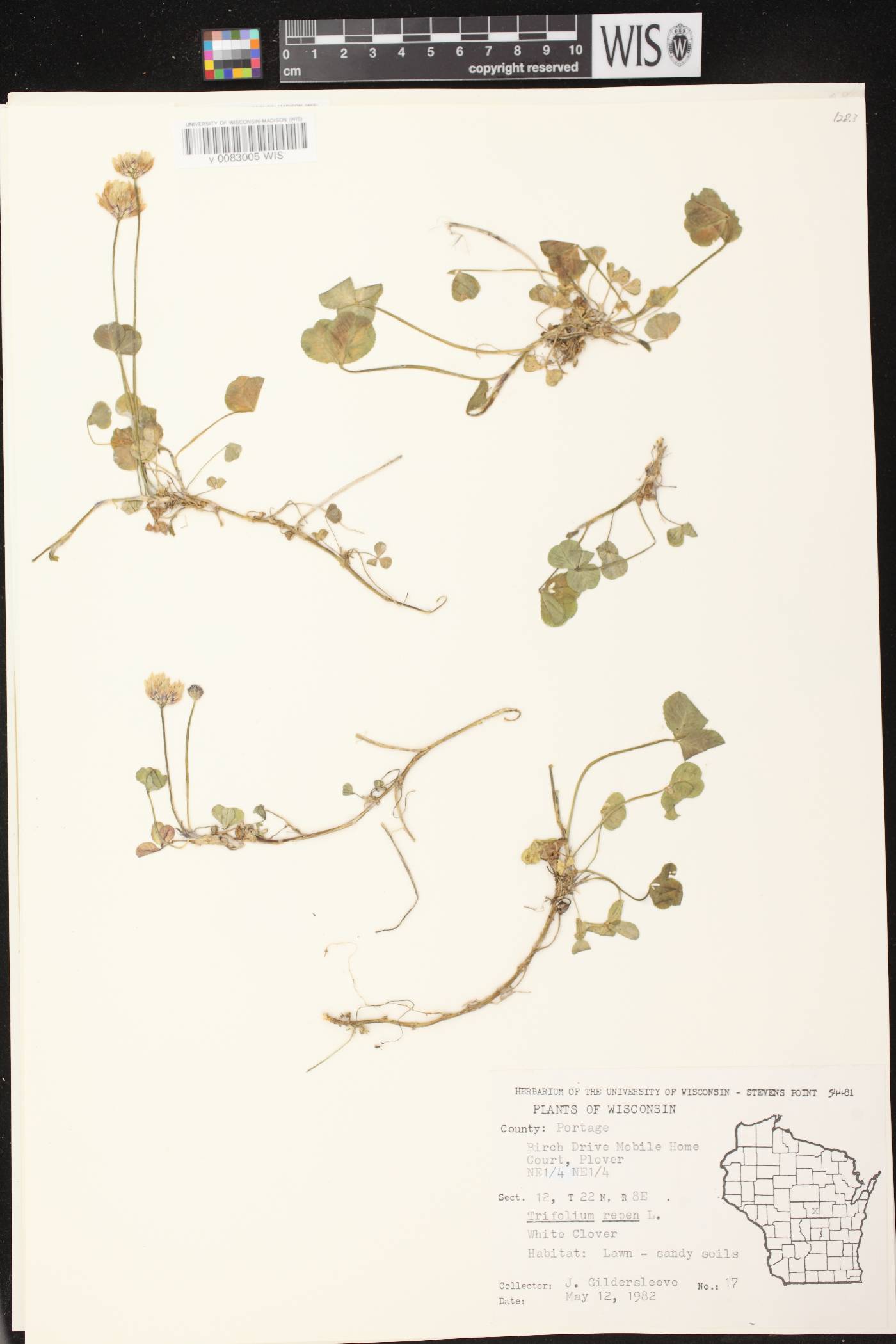 Trifolium repens image