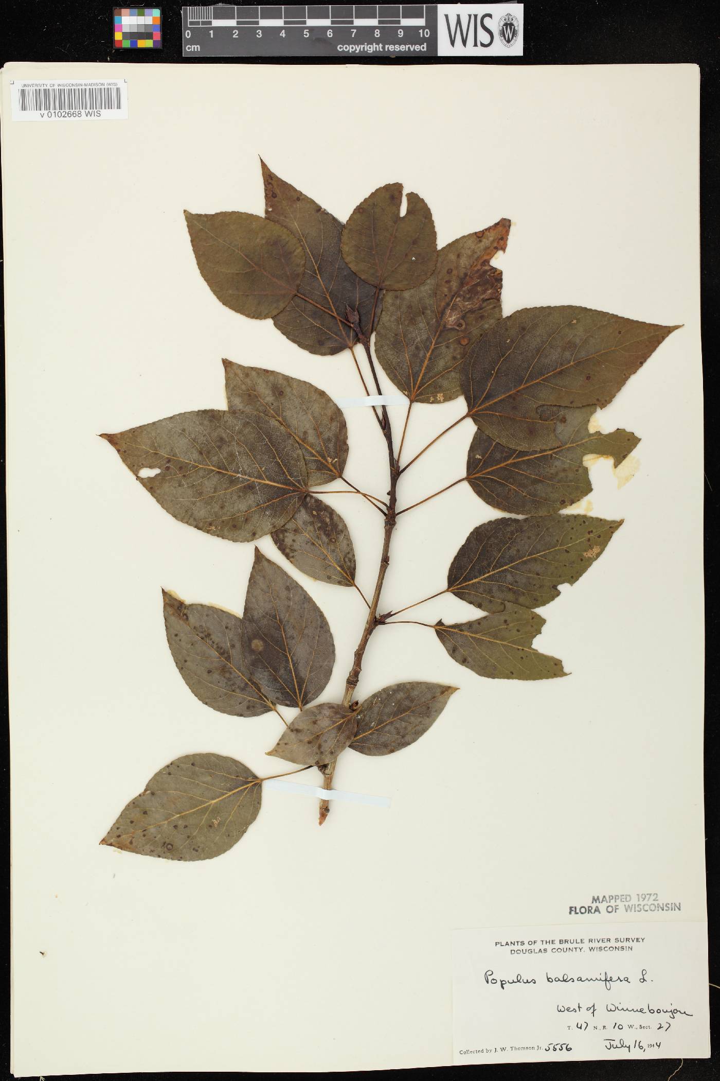 Populus balsamifera image