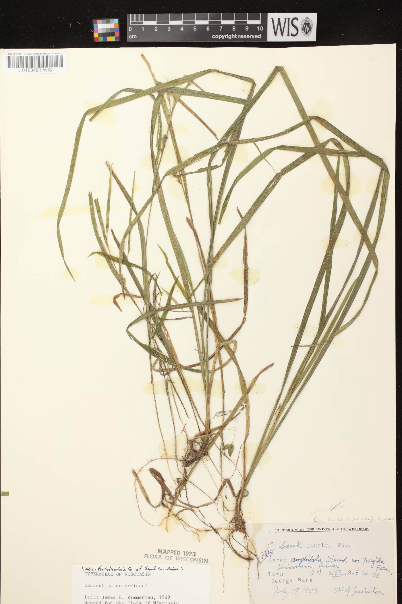 Carex grisea image