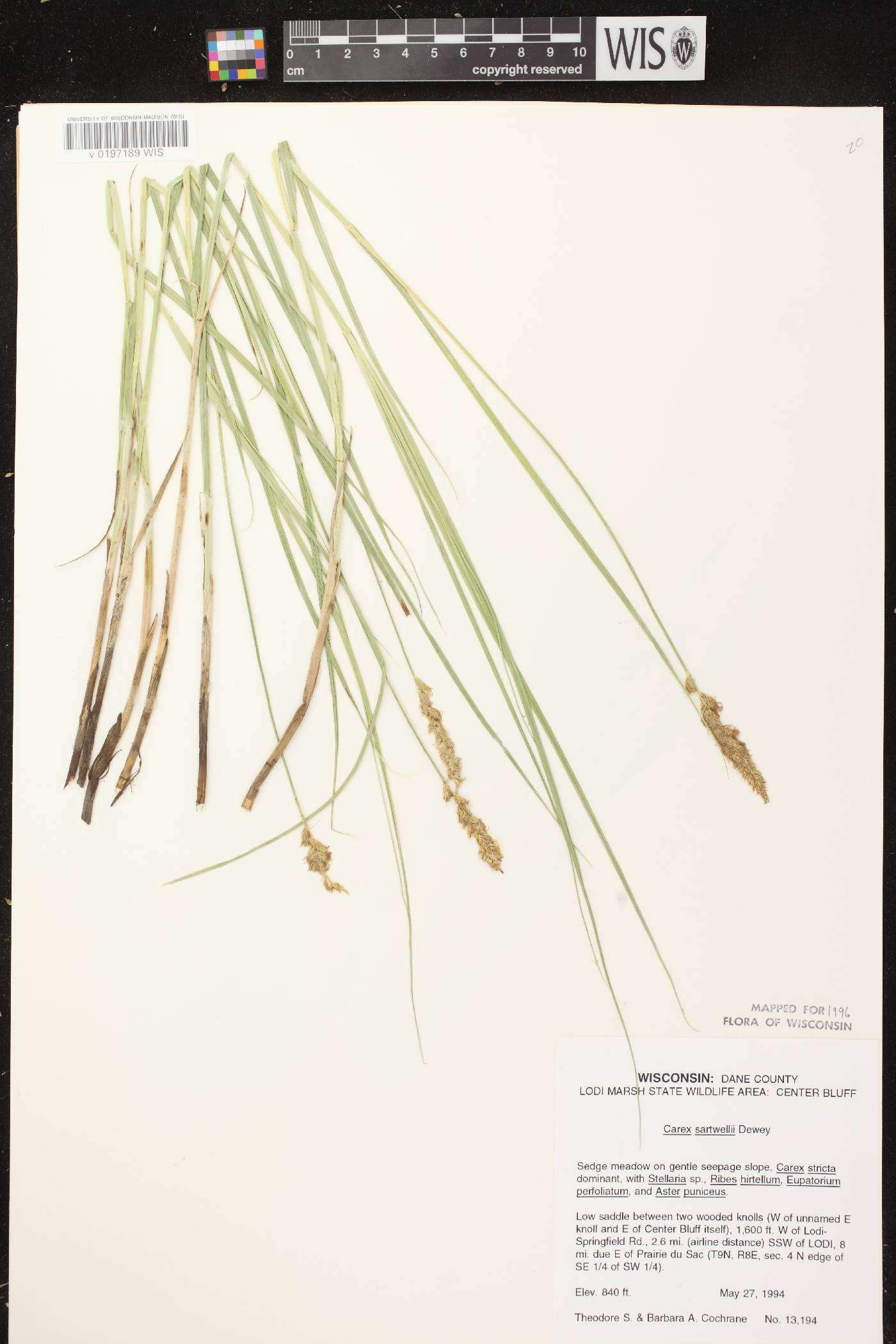 Carex sartwellii image