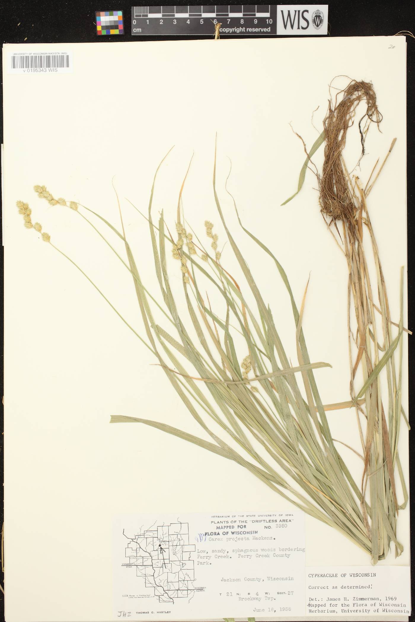 Carex projecta image