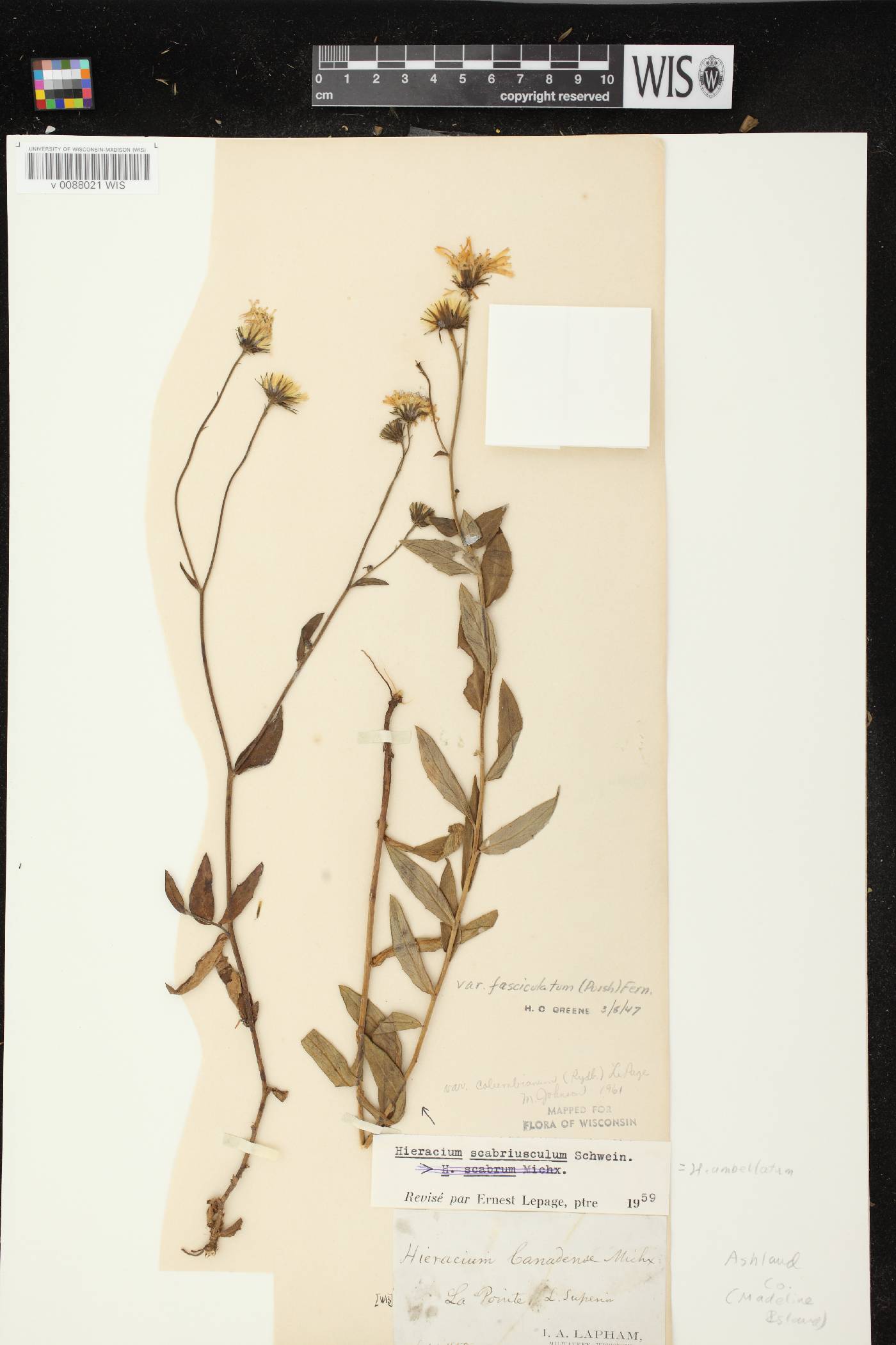 Hieracium umbellatum image
