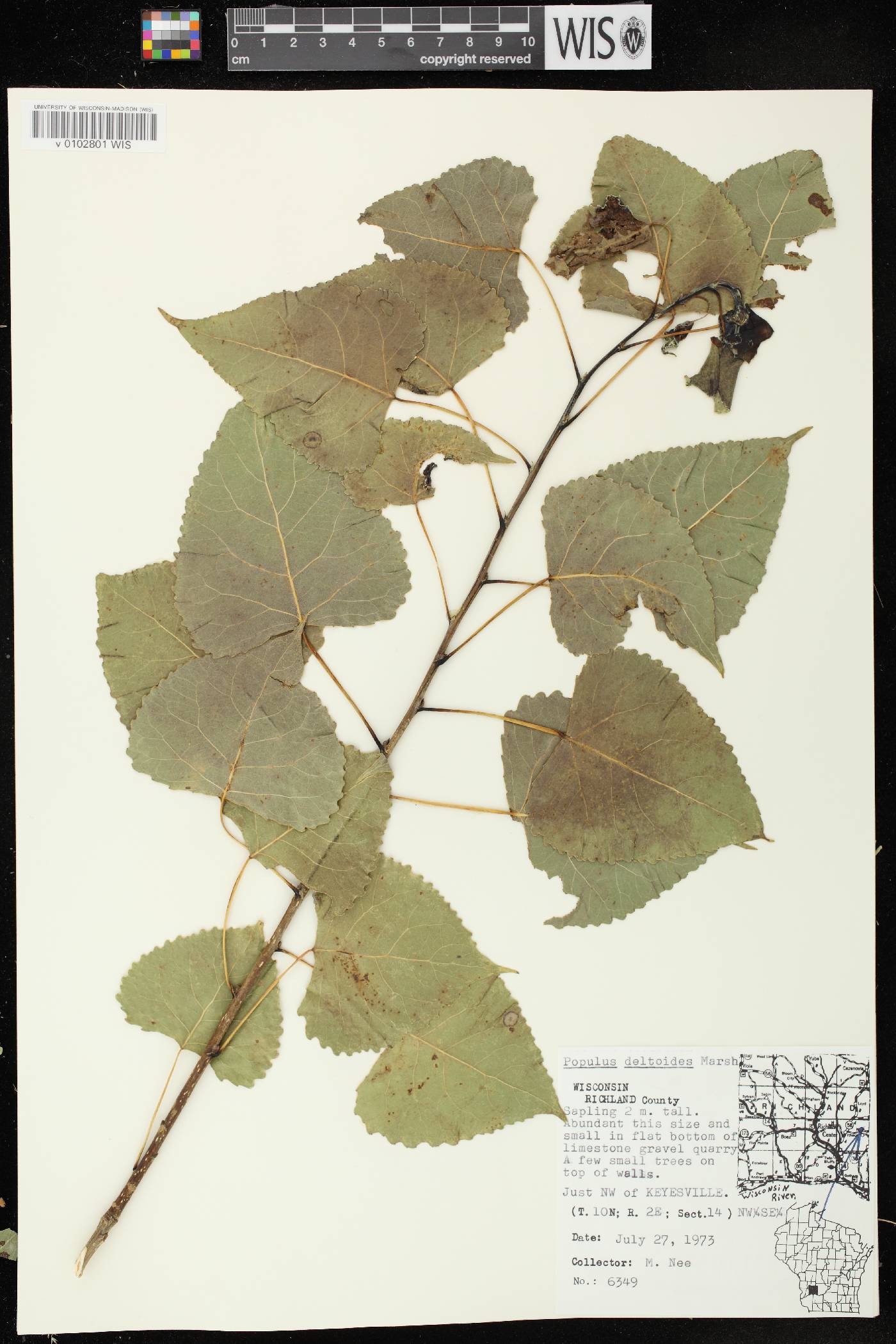 Populus deltoides subsp. monilifera image