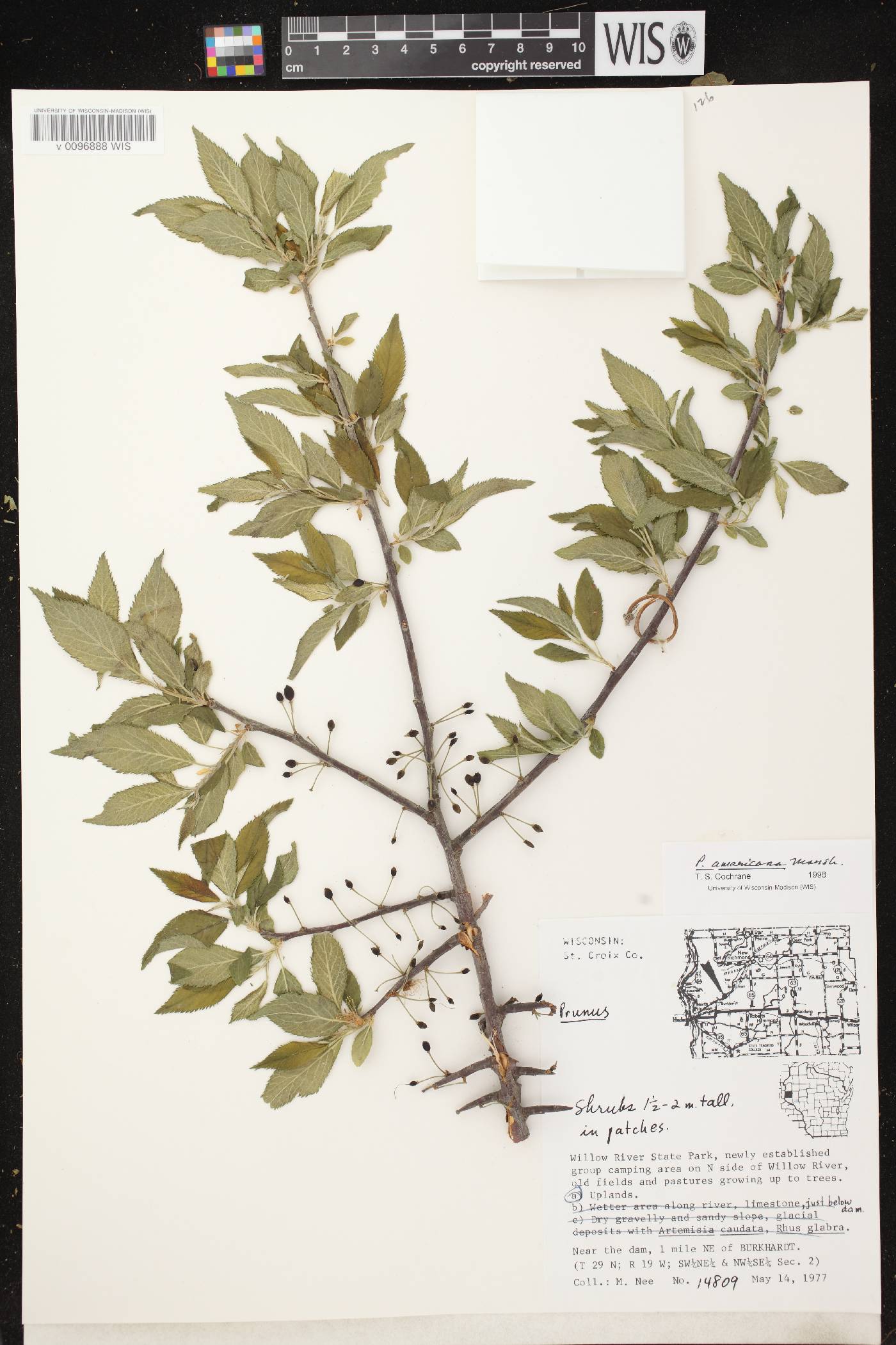 Prunus americana image
