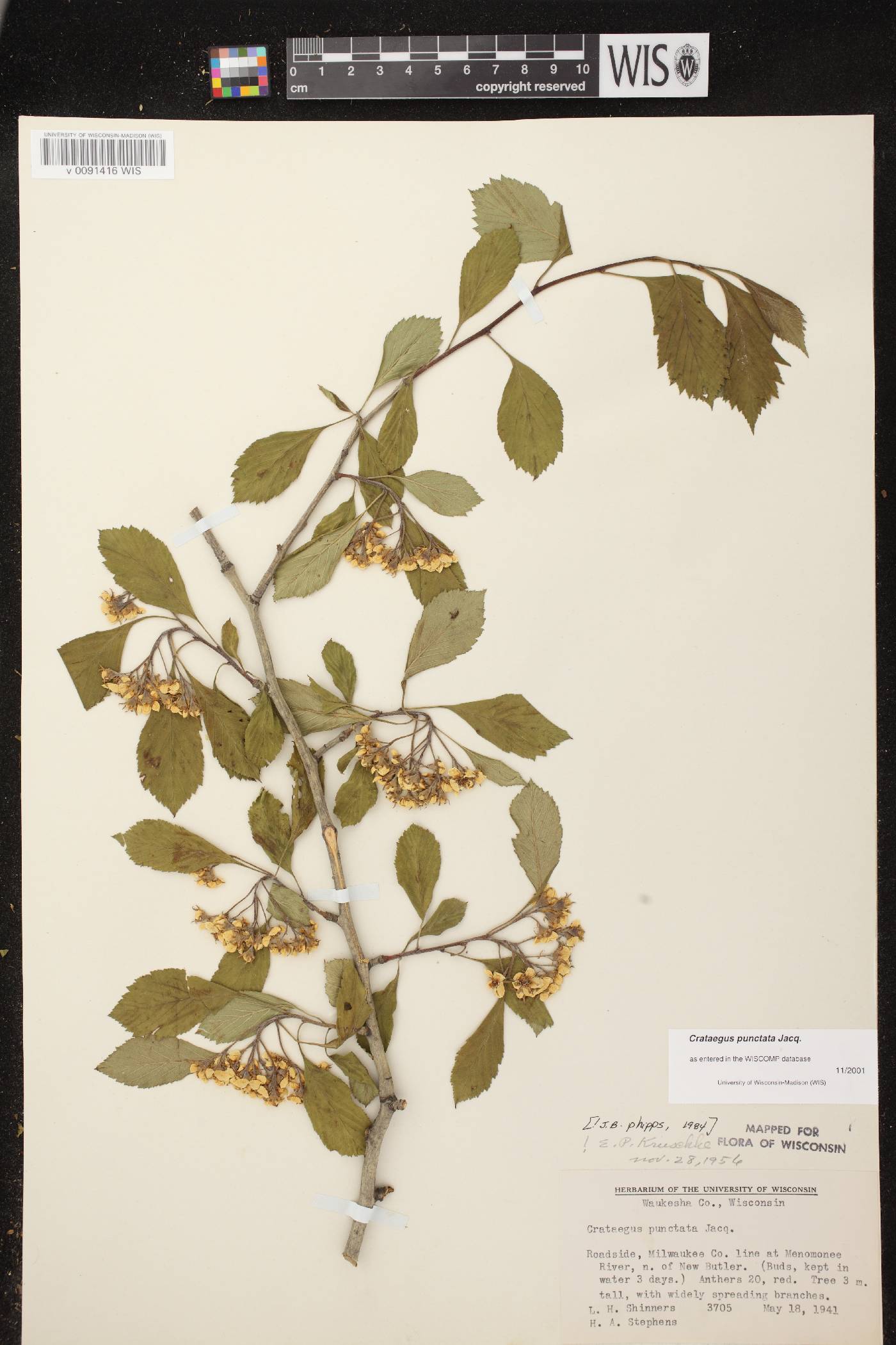 Crataegus punctata image