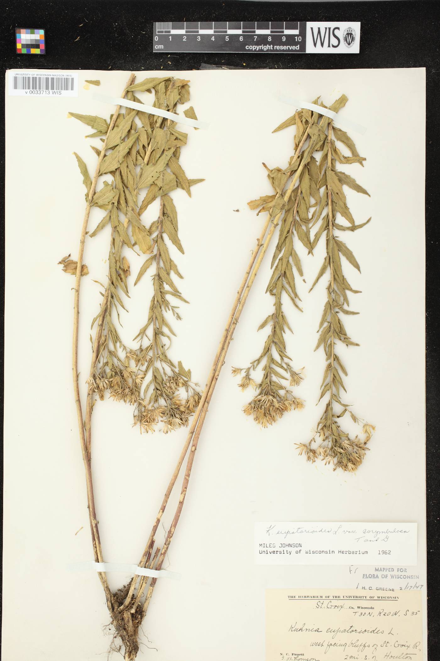 Brickellia eupatorioides image