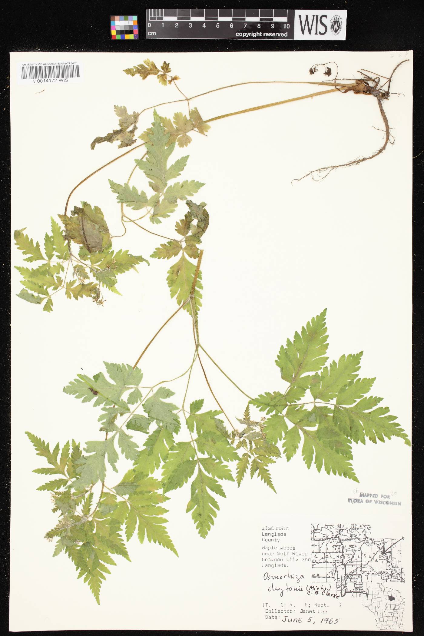 Osmorhiza claytonii image