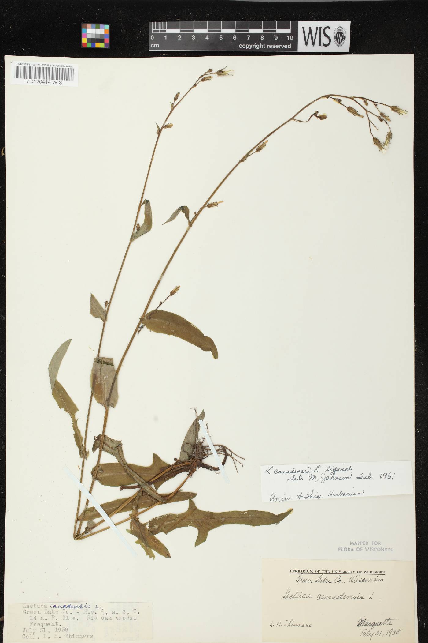 Lactuca canadensis image