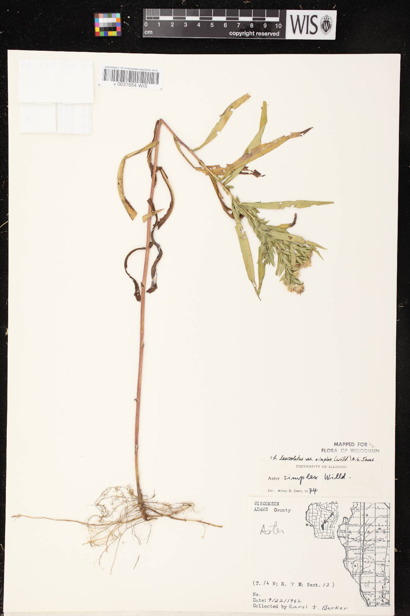 Symphyotrichum lanceolatum image
