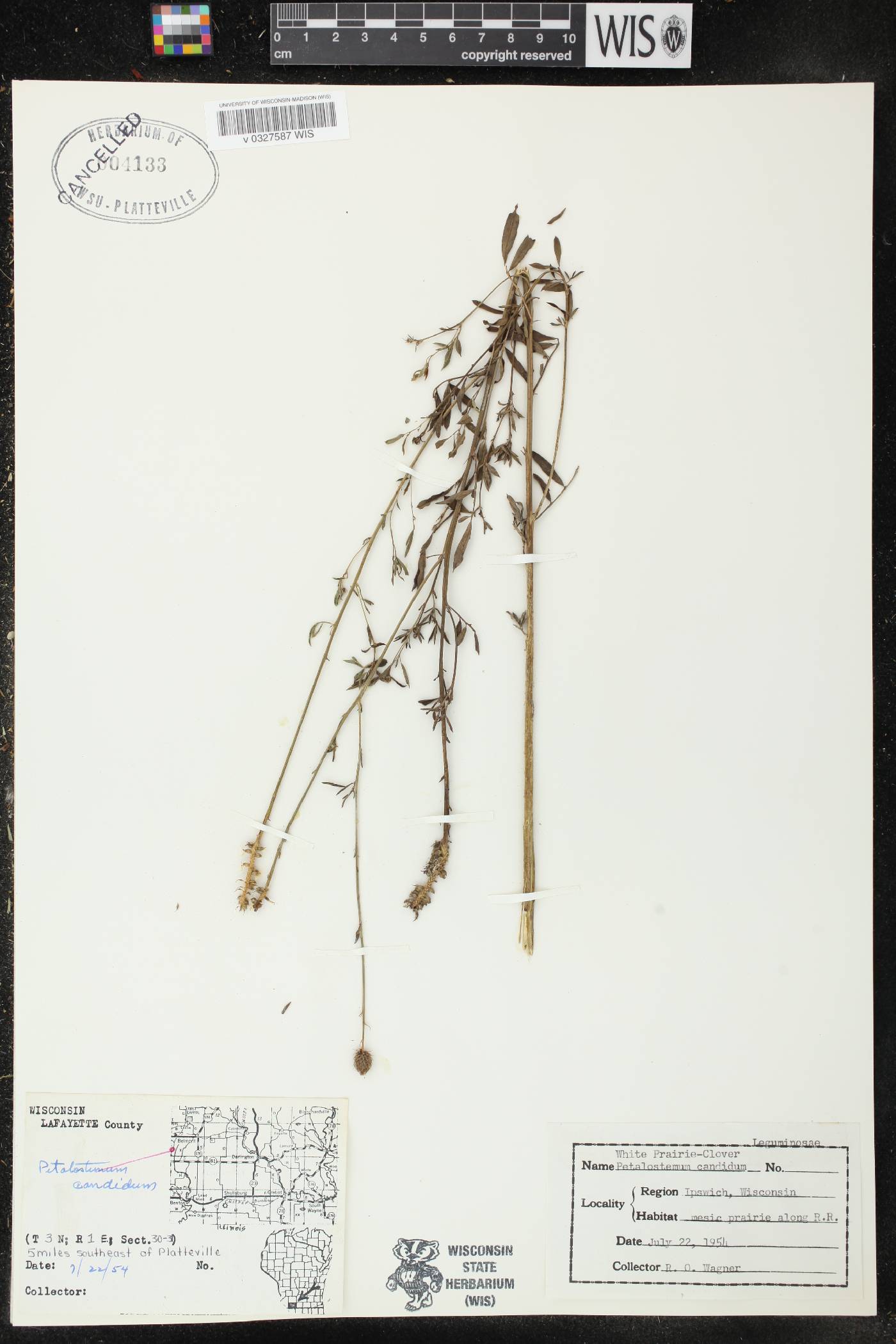 Dalea candida image