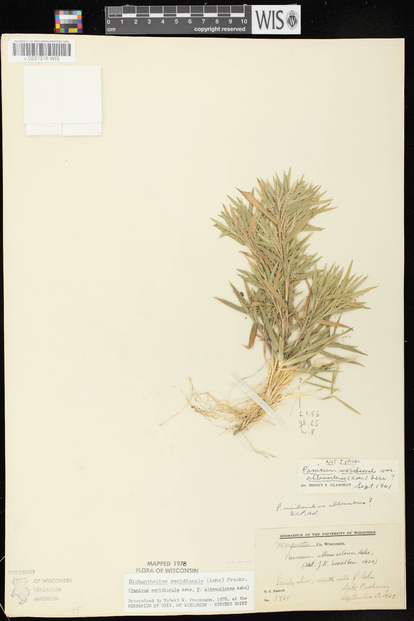 Dichanthelium meridionale image