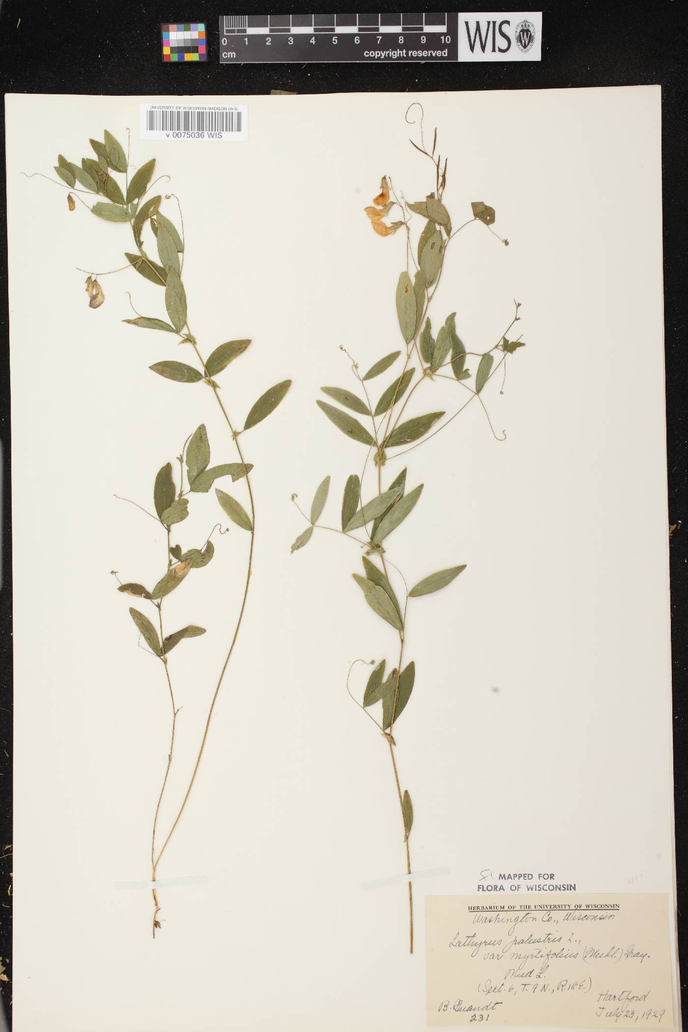 Lathyrus palustris image