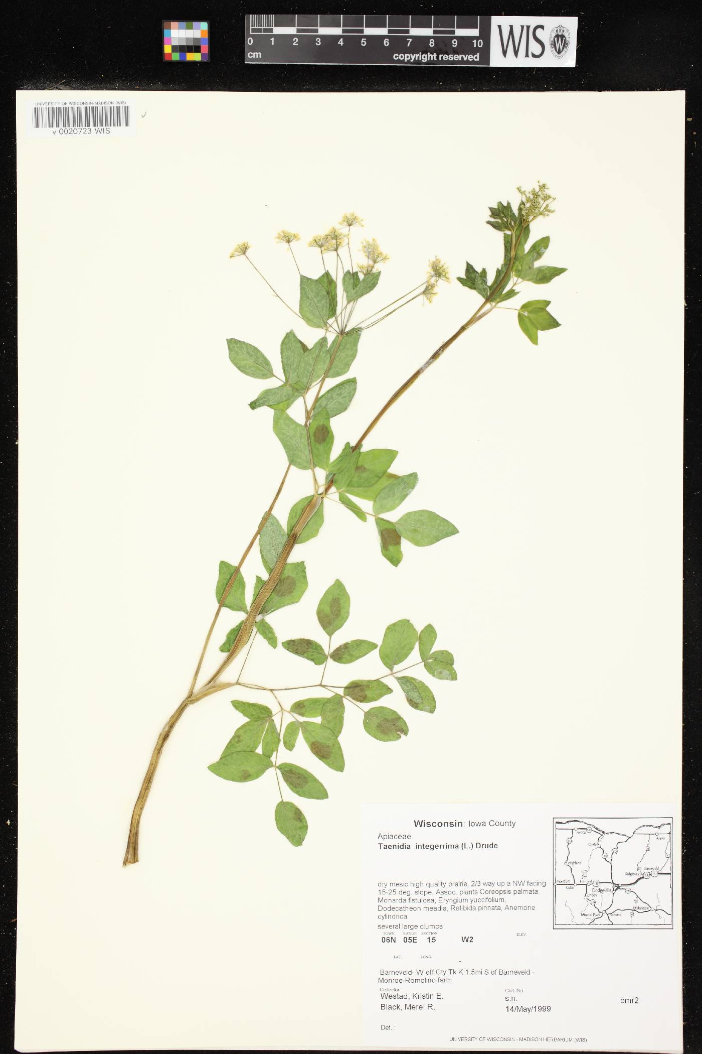 Taenidia integerrima image