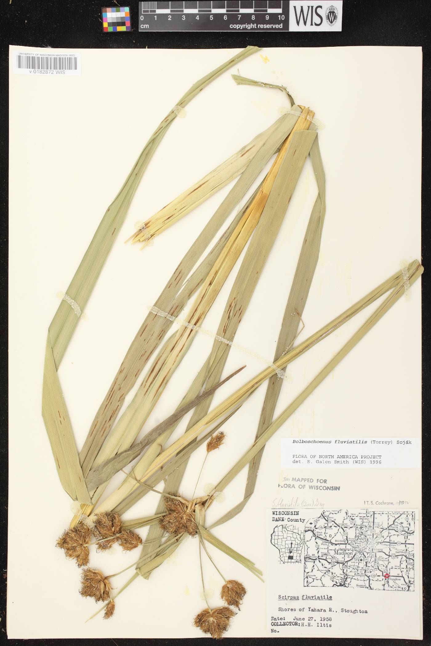 Bolboschoenus fluviatilis image