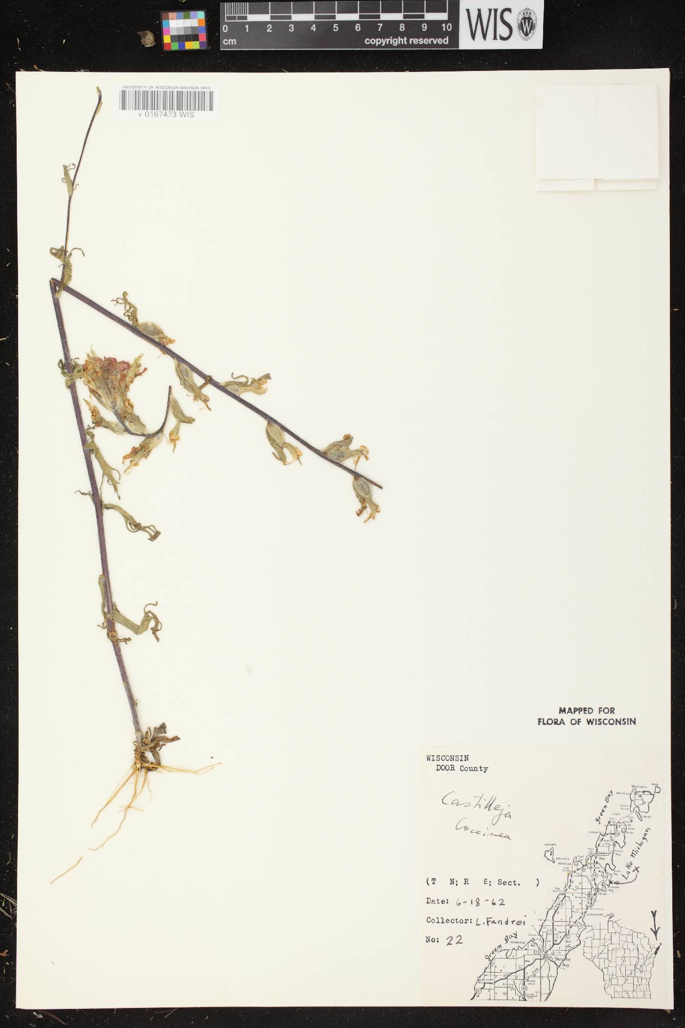Castilleja coccinea image