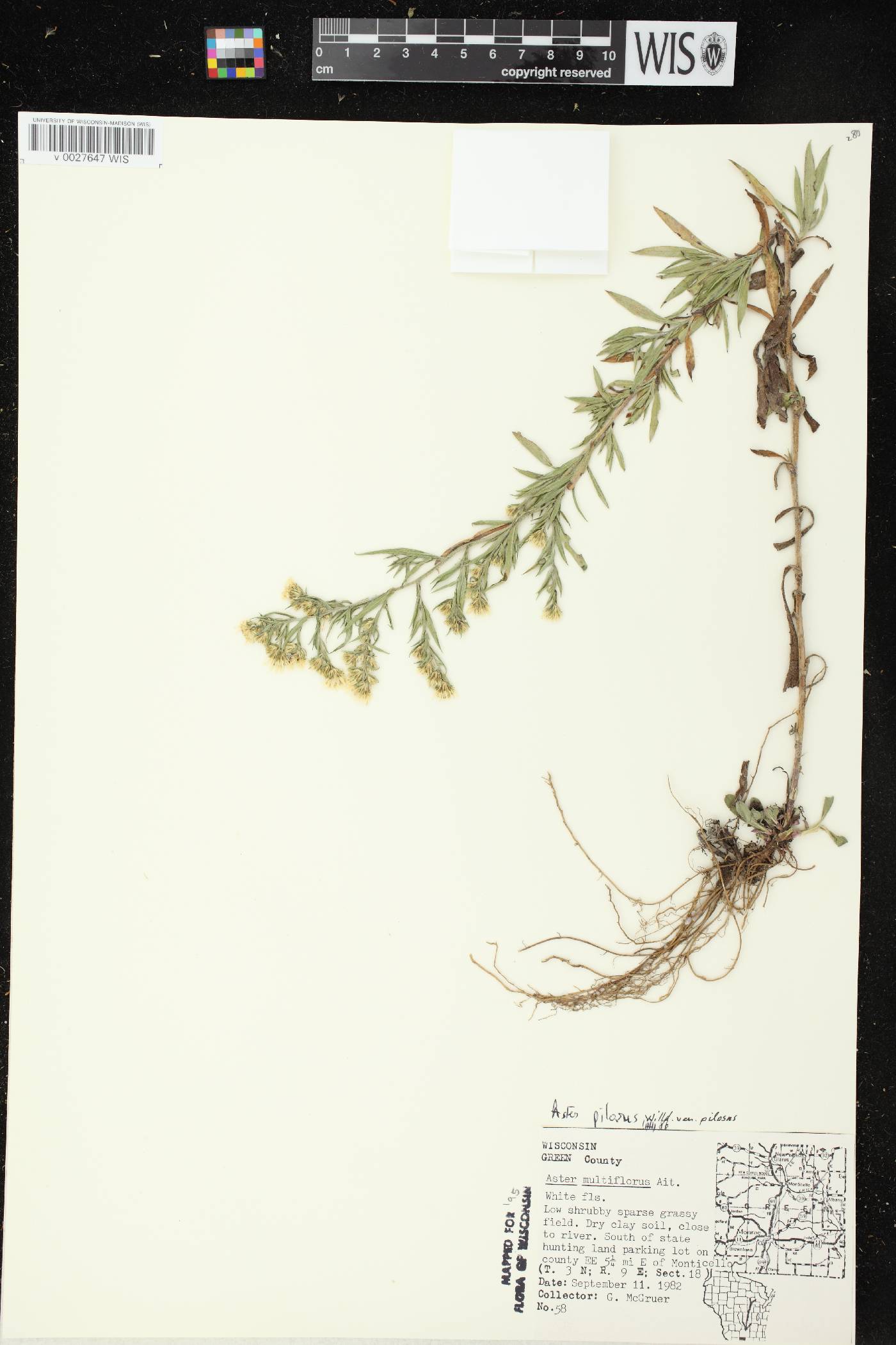 Symphyotrichum pilosum image
