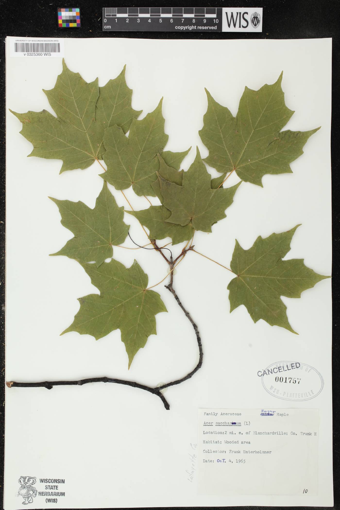 Acer saccharum image