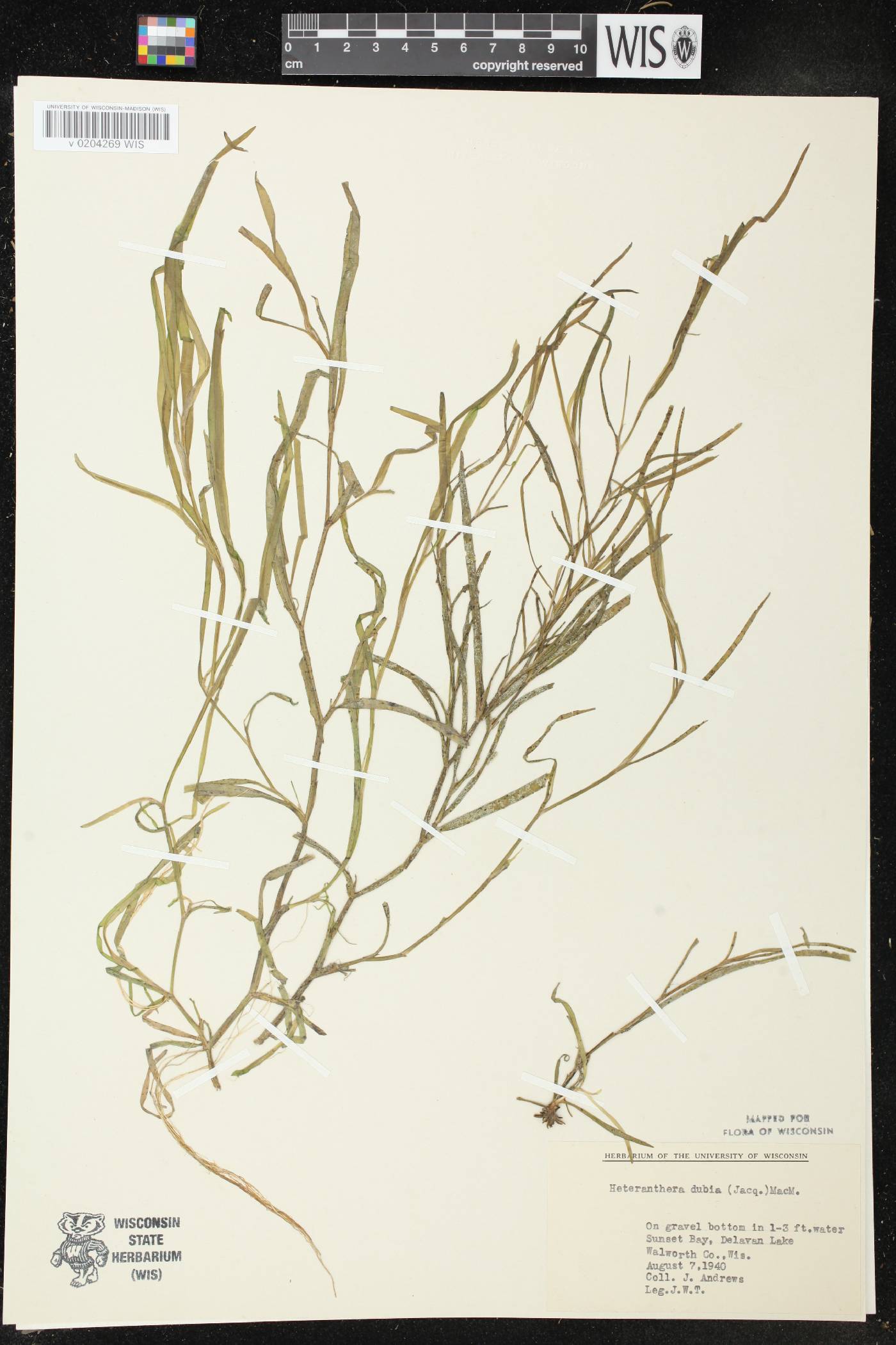 Heteranthera dubia image