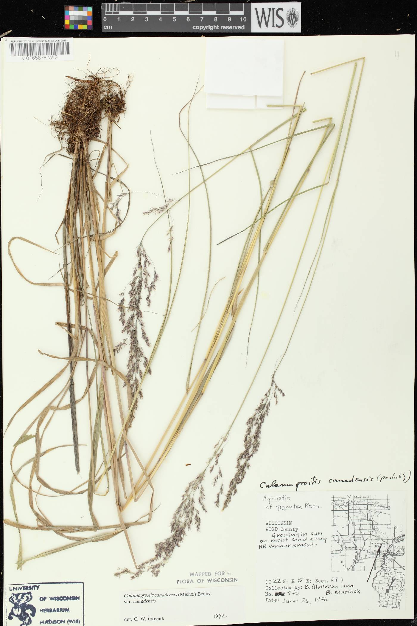 Calamagrostis canadensis var. canadensis image