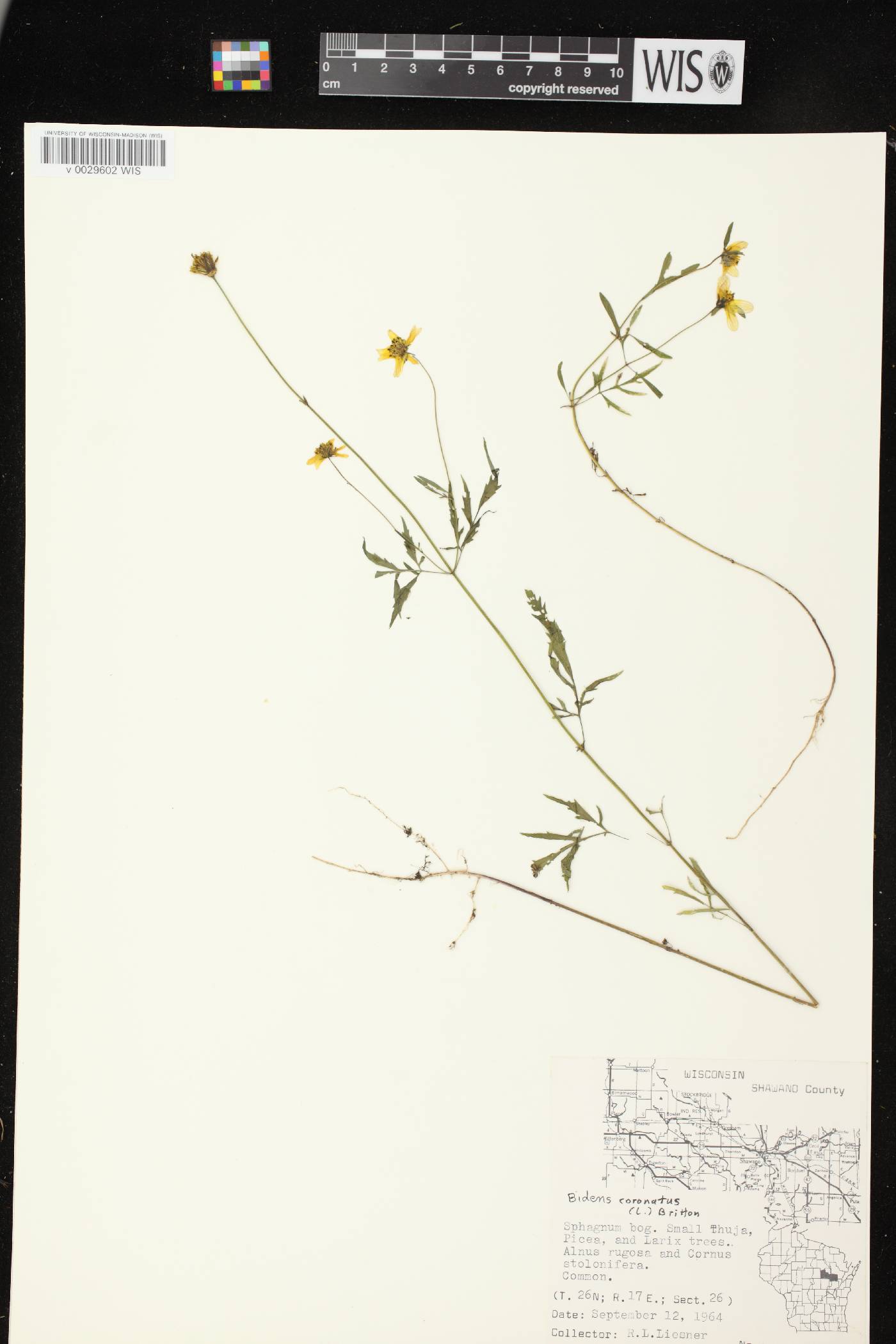 Bidens trichosperma image