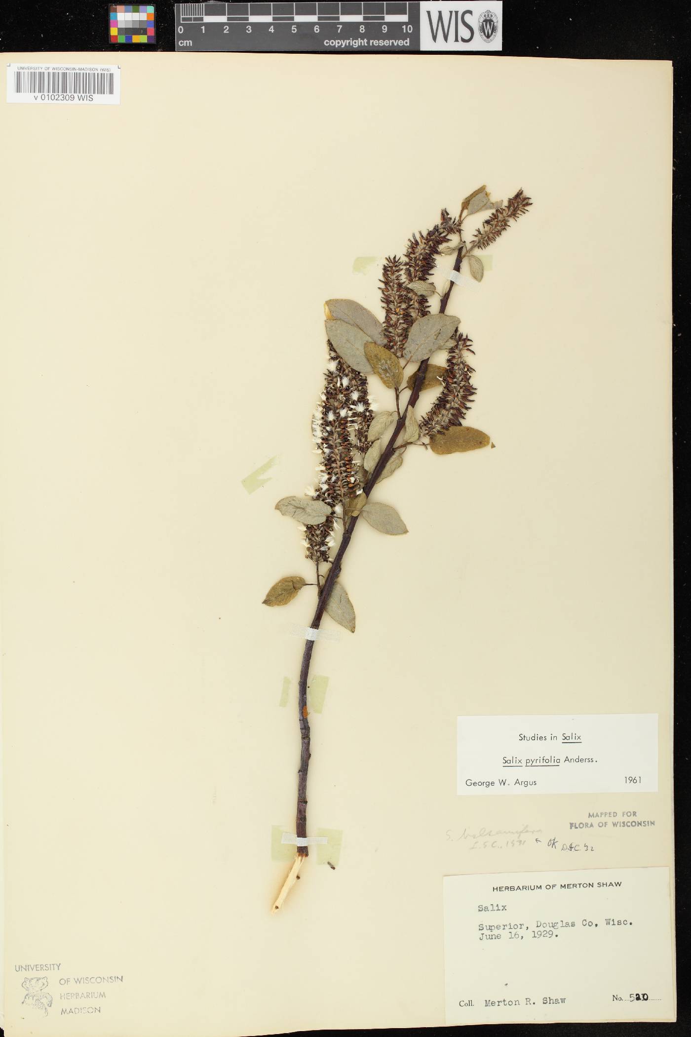 Salix pyrifolia image