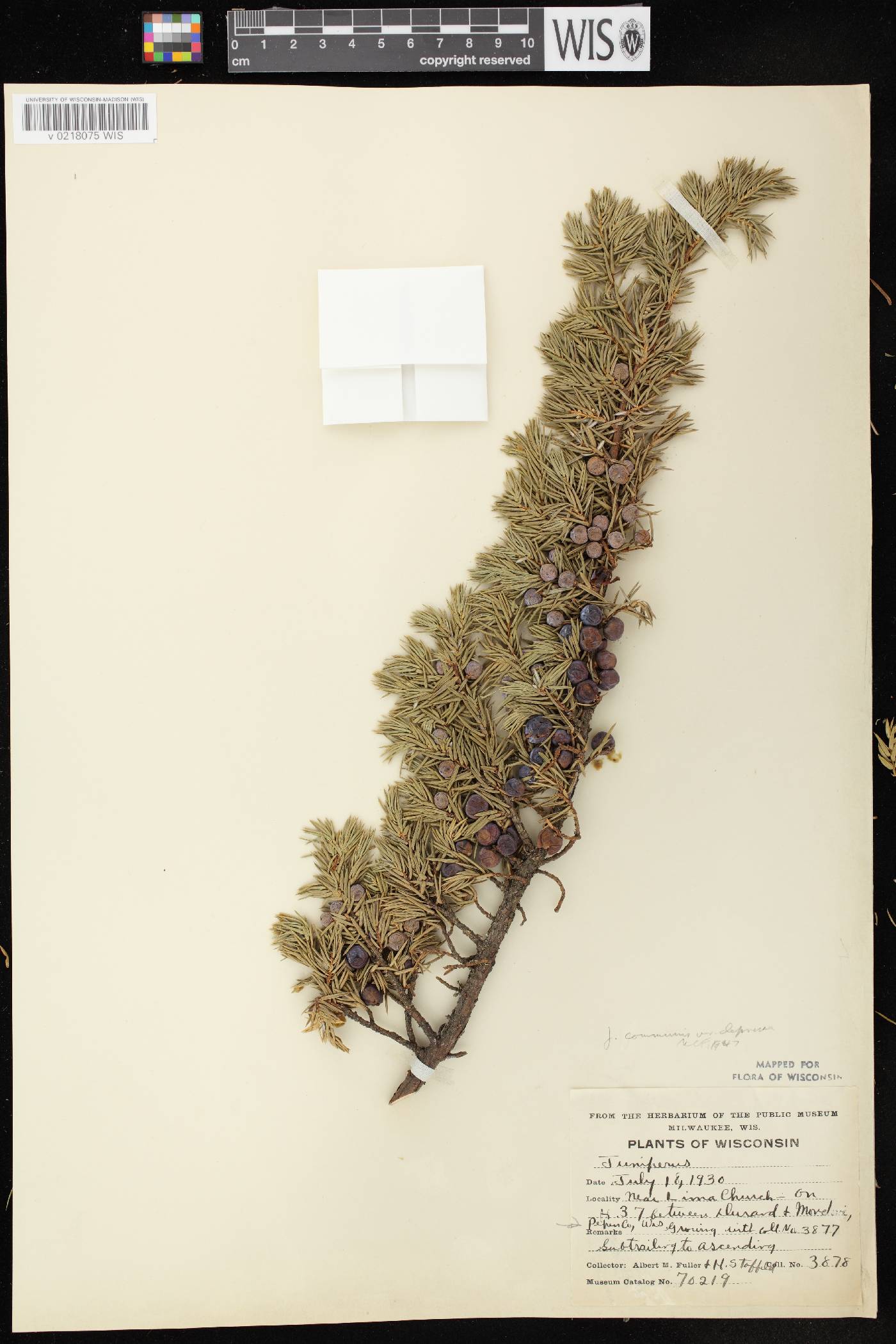Juniperus communis image