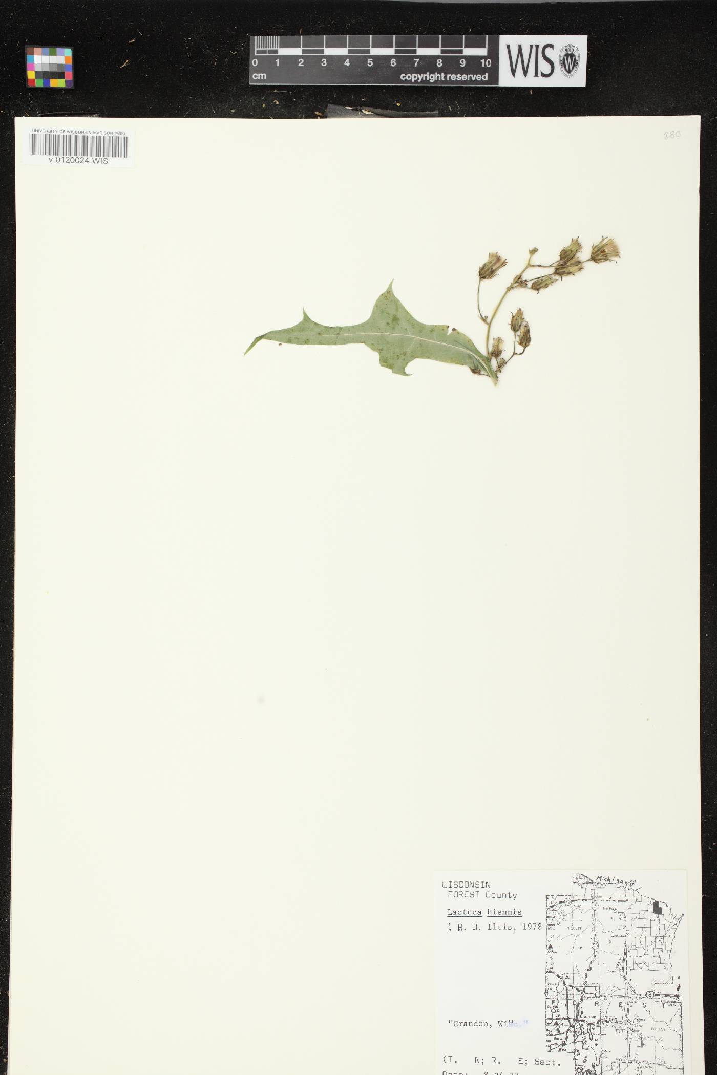 Lactuca biennis image
