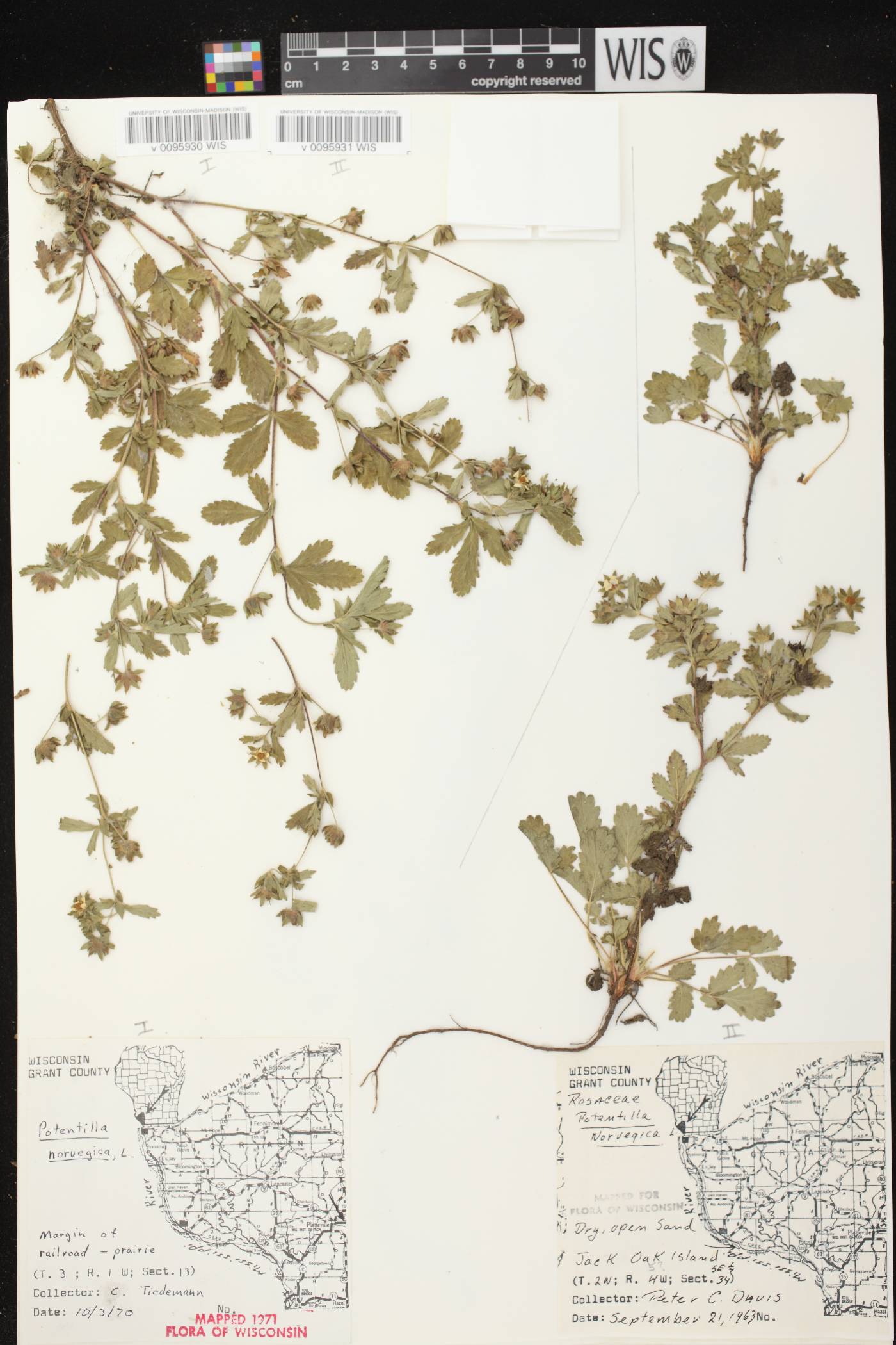 Potentilla norvegica image