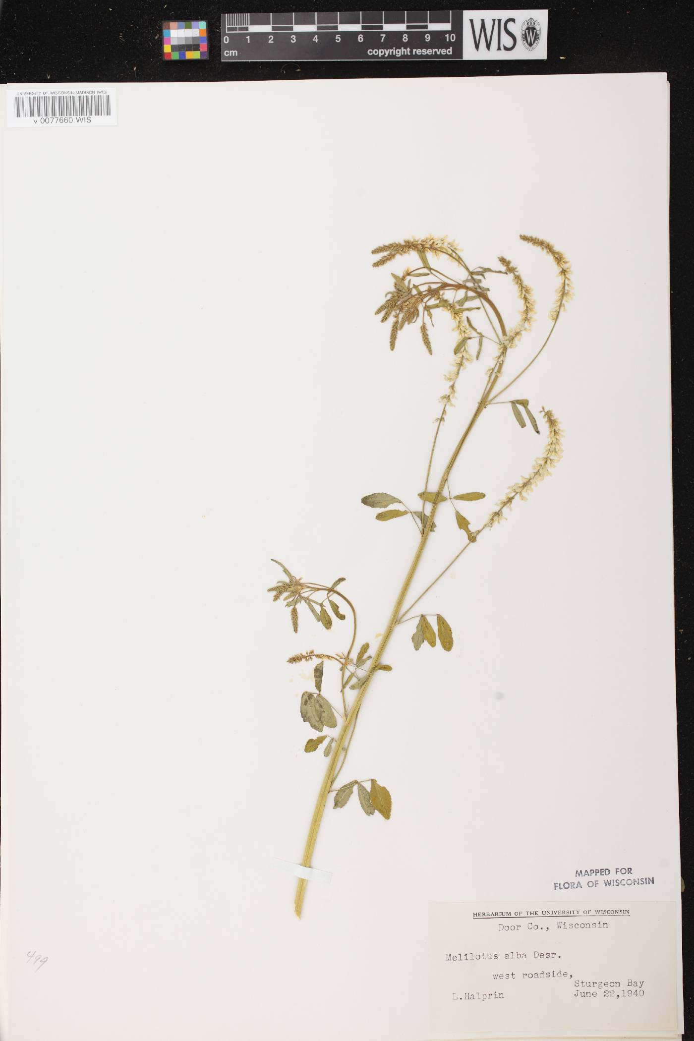 Melilotus albus image