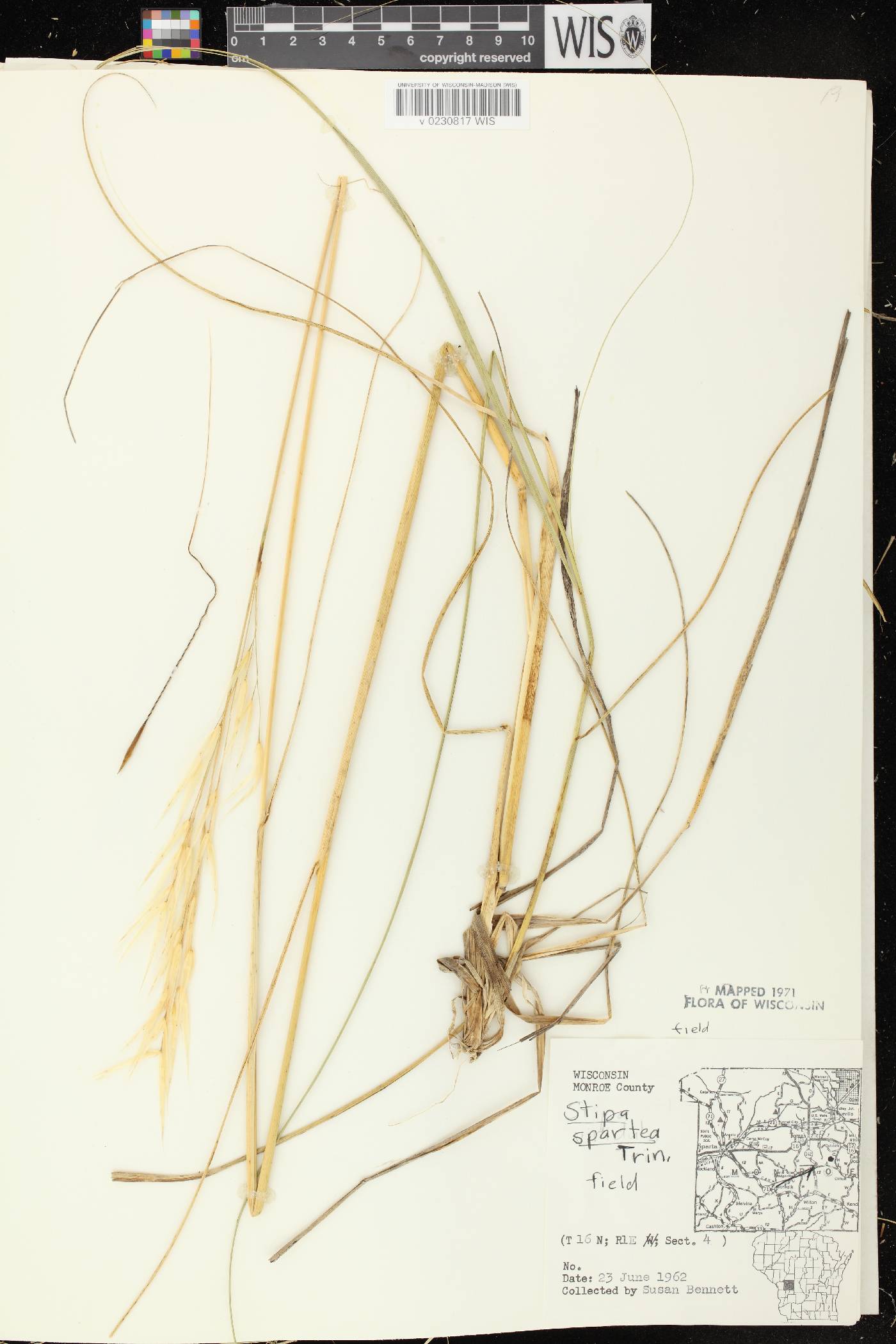 Hesperostipa spartea image