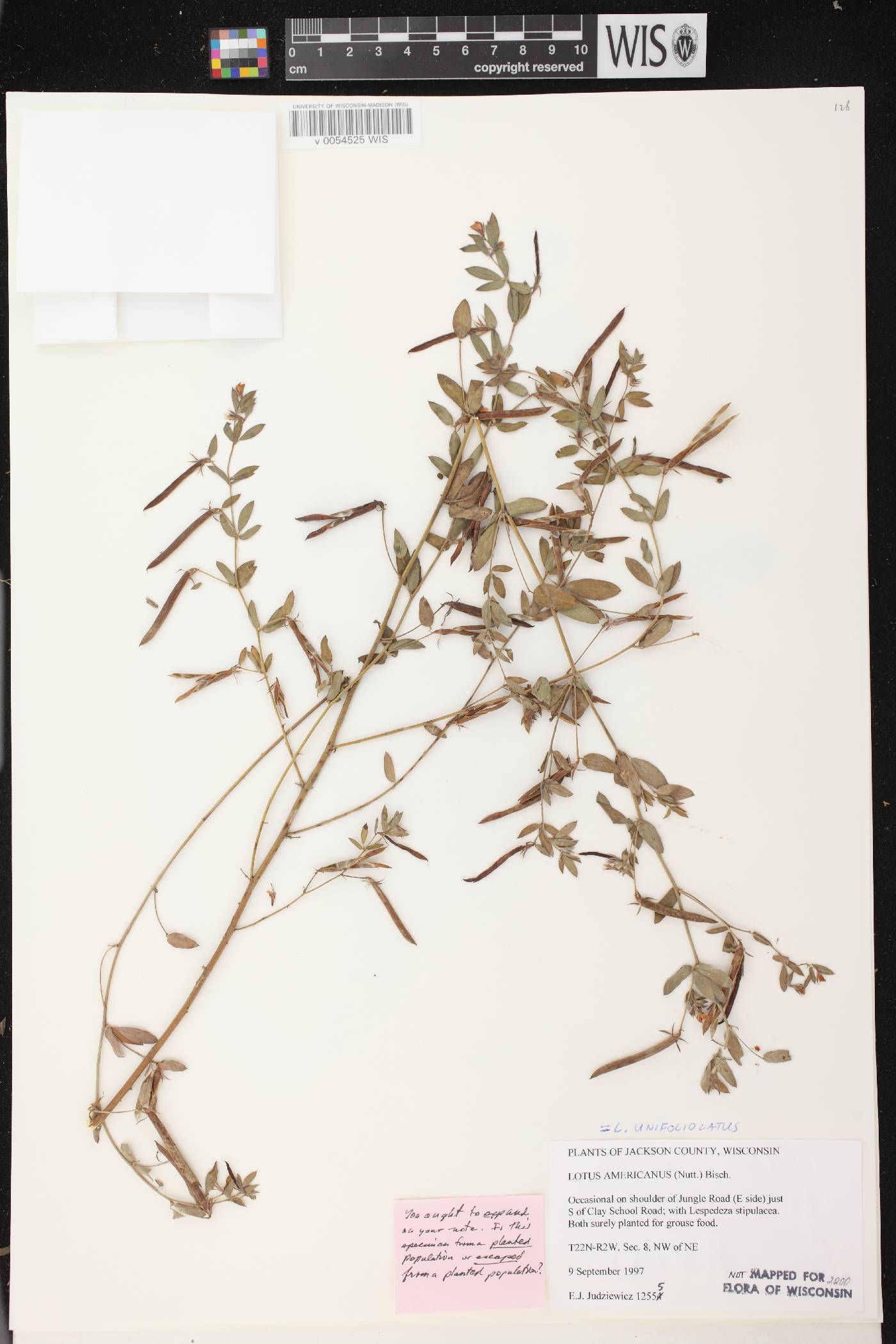 Lotus unifoliolatus var. unifoliolatus image