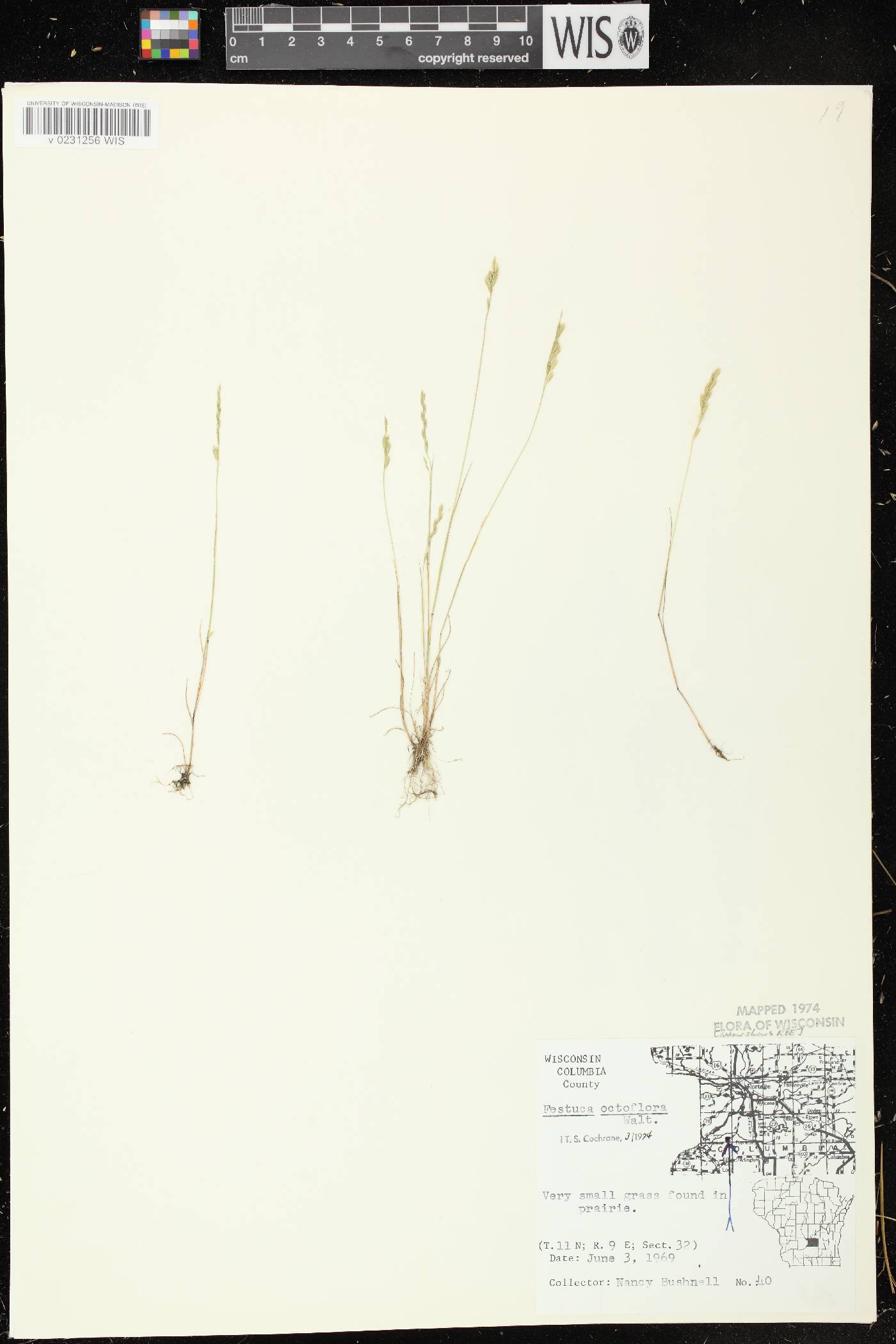 Festuca octoflora image