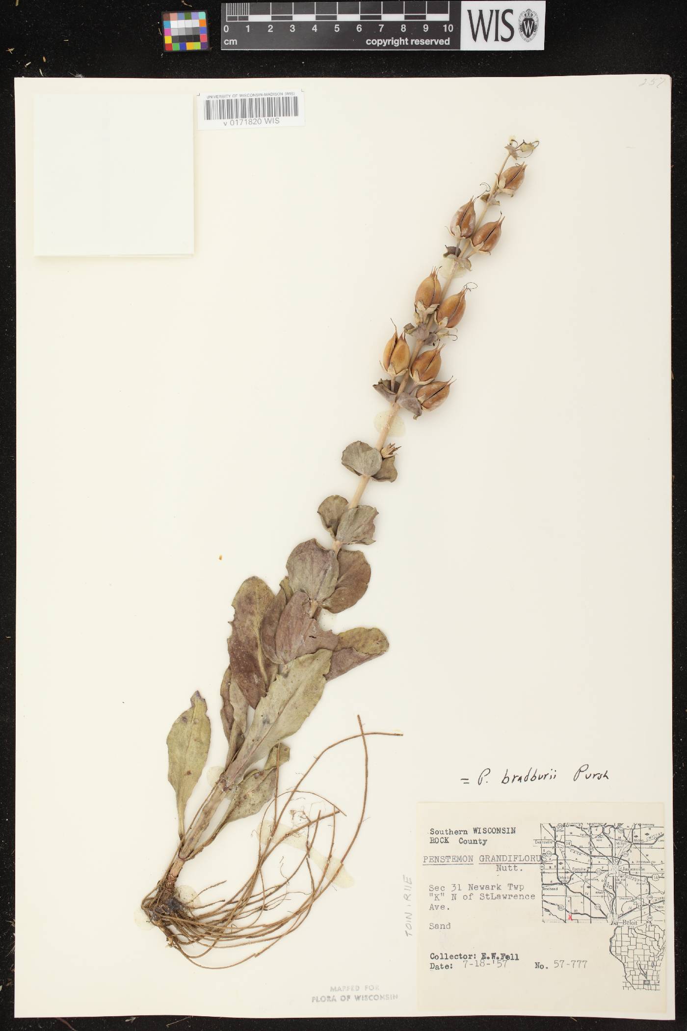 Penstemon grandiflorus image
