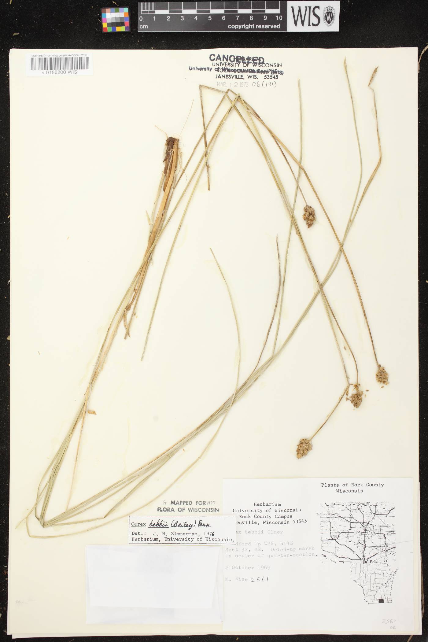 Carex bebbii image
